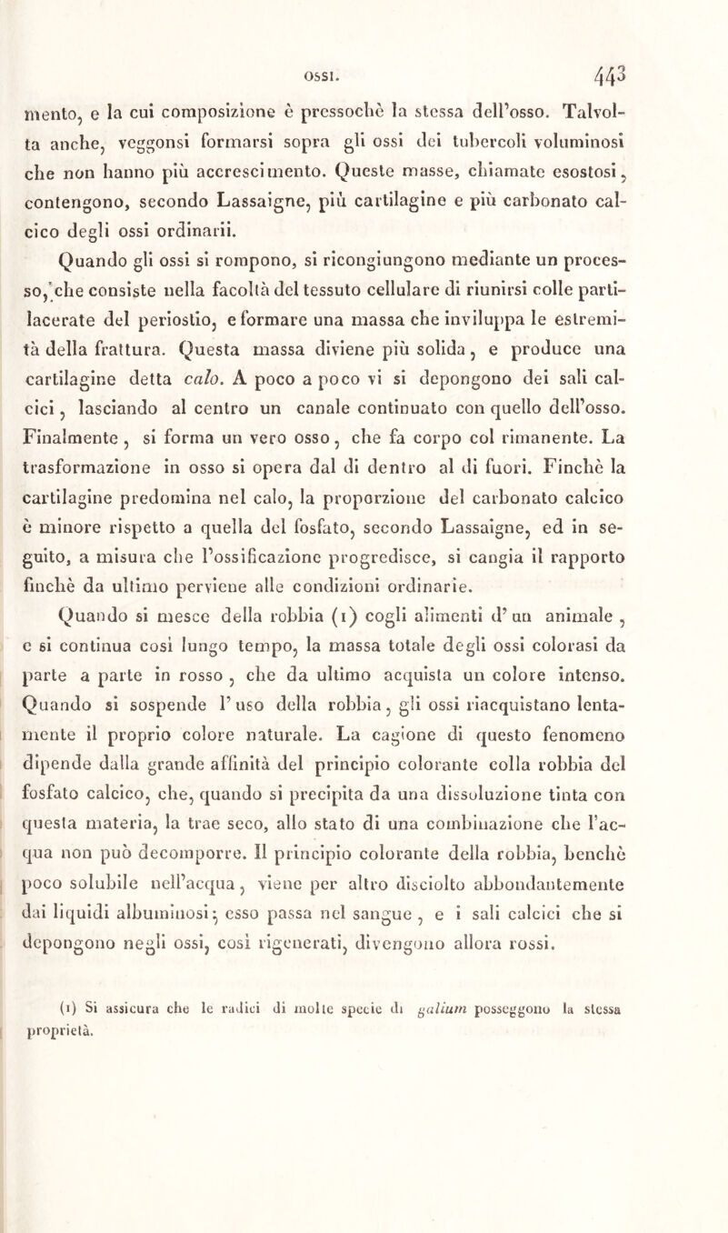 mento, e la cui composizione è prcssocliò la stessa dell’osso. Talvol- ta anche, vcggonsi formarsi sopra gli ossi dei tubercoli voluminosi che non hanno più accrescimento. Queste masse, chiamate esostosi, contengono, secondo Lassaigne, più cartilagine e più carbonato cal- cico degli ossi ordinarii. Quando gli ossi si rompono, si ricongiungono mediante un proces- so,'che consiste nella facoltà del tessuto cellulare di riunirsi colle parti- lacerate del periostio, e formare una massa che inviluppa le estremi- tà della frattura. Questa massa diviene più solida, e produce una cartilagine detta calo. A poco a poco vi si depongono dei sali cal- cici 5 lasciando al centro un canale continuato con quello dell’osso. Finalmente, si forma un vero osso, che fa corpo col rimanente. La trasformazione in osso si opera dal di dentro al di fuori. Finche la cartilagine predomina nel calo, la proporzione del carbonato calcico è minore rispetto a quella del fosfato, secondo Lassaigne, ed in se- guito, a misura che l’ossifìcazione progredisce, si cangia il rapporto finche da ultimo perviene alle condizioni ordinarie. Quando si mesce della robbia (i) cogli alimenti d’un animale , c si continua cosi lungo tempo, la massa totale degli ossi colorasi da parte a parte in rosso , che da ultimo acquista un colore intenso. Quando si sospende l’uso della robbia, gli ossi riacquistano lenta- mente il proprio colore naturale. La cagione di questo fenomeno dipende dalla grande afiinltà del principio colorante colla robbia del fosfato calcico, che, quando si precipita da una dissoluzione tinta con questa materia, la trae seco, allo stato di una combinazione che Fac- qua non può decomporre. Il principio colorante della robbia, benché poco solubile nell’acqua, viene per altro disciolto abbondantemente dai liquidi albumuiosi^ esso passa nel sangue , e i sali calcici che si depongono negli ossi, cosi rigenerati, divengono allora rossi. (1) Si assicura che le radici di molle specie th galium posseggono la stessa proprietà.