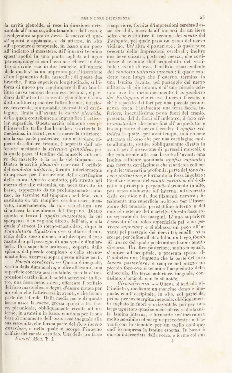la cavità glenoide, si rectì in direzione oriz- zontale air innanzi, allontanandosi dall’osso, e rivolgendosi sopra sè stessa. Il mezzo di que- st’ apofìsi è appianato, e dà attacco, in alto all’ aponeurosi temporale, in basso e un poco all’indietro al massetere. All’innanzi termina quest’ apofisi in una punta tagliala ad ugna per congiungersi con l’osso mascellare ; in die- tro si divide essa in due branche, all’ unione delle quali v’ ha un’impronta per l’inserzione d’un legamento della mascella; di cpieste due branche, 1’una superiore longitudinale, sì bi- forca di nuovo per raggiungere dall'un lato la linea curva temporale cui essa termina, e per- dersi dall’ altro fra la cavità glenoide e il con- dotto uditorio; mentre l’altra branca, inferio- re, traversale, più notabile, incrostata di carti- lagine, limita all’avanti la cavità glenoide^ della quale contribuisce a ingrandire l’artico- lar superfìcie. Questa cavità adunque occupa l’ intervallo traile due branche : si articola la medesima, in avanti, con la mascella inferiore : ma la sua parte posteriore, non articolare, ri- piena di cellulare tessuto, è separata dall’ an- teriore mediante la scissura glenoidea^ per la quale passa il tendine del muscolo anterio- re del martello e la corda del timpano. - — Dietro la cavità glenoide osservasi 1’ orifìzio del condotto uditorio^ fornito inferiormente di asprezze per l’inserzione della cartilagine della conca. Questo condotto, più stretto nel mezzo che alle estremità, un poco curvato in basso, tappezzato da un prolungamento cuta- neo, ha termine nel timpano : nel feto, vien sostituito da un semplice cerchio osseo, inca- vato, internamente, da una scanalatura ove si attacca la membrana del timpano. Dietro questo si trova 1’ apofisì mastoìdea^ la cui sporgenza è in ragione diretta dell’ età, e alla quale s’ attacca lo sterno-mastoideo ; dopo la scanalatura digastrica ove si attacca il mu- scolo dello stesso nome ; e al dissopra il foro mastoideo pel passaggio di una vena e d’un’ar- teria. Una superfìcie scabrosa, coperta dallo splenio, dal piccolo complesso e dallo sterno- mostoideo, osservasi sopra queste ultime parti. Faccia cerebrale. — Questa è ineguale, vestita dalla dura madre, e offre alf'avanti. una superfìcie concava assai notabile, fornita d’im- jaressioni cerebrali, e.di solchi arteriosi; indie- tro, una fossa meno estesa, offerente 1’ orifìzio del foro mastoideo, e degna d’essere notata per un solco che l’attraversa in avanti, e che forma parte del laterale. Dalla media parte di questa faccia nasce la rocca, grossa apofìsi a tre fac- ce, piramidale, obbliquamente rivolta all’ in- terno, in avanti e in basso, continua per la sua base al rimanente dell’osso, assai ineguale alla sua estremità, che forma parte del /oro lacero anteriore, e nella quale si scorge l’interno orifìzio del canale carotico. Una d elle Ire facce Fncicl. Med. T. I. è superiore, fornita d’impressioni cerebrali as- sai sensibili, incavata all’ innanzi da un lieve solco che costituisce il termine del meato del Faloppio, pel quale passa un ramo del nervo vidiano. Un’ altra è posteriore ; la quale pure presenta delle impressioni cerebrali ; inoltre una lieve scissura, posta nel mezzo, che costi- tuisce il termine dell’acquedotto del vesti- bolo: avanti di essa, l’orifìzio assai evidente del condotto uditorio interno ; il quale con- dotto men lungo che 1’ esterno, termina in una lamina fornita, pel passaggio del nervo uditorio, di pili forami, e d’una piccola'scis- sura ove ha incominciamento 1’ acquedotto del Falloppio, che riceve il nervo facciale, e eh’ è separato dai fori per una piccola promi- nenza ossea. Finalmente una terza faccia, in- feriore, inegualissima, posta fuori del cranio, presenta, dal di fuori all’indentro, il foro sti~ lo-mastoìdeo che pone fine all’ acquedotto e lascia passare il nervo facciale; Y apofisi stì- loidea la cjuale, jier assai tempo, non rimane attaccata all’ osso che per una cartilagine mol- to allungata, sottile, obbliquamente diretta in avanti per l’inserzione di parecchi muscoli, e che comprende alla sua base e all’ avanti una lamina salliente nominata apojisi vaginale ; una faccetta cartilaginosa che si articola colFoc- cipitale; una cavità profonda, parte deljforo la- cero posteriore, e formante la fossa iugulare ; l’orifìzio esterno del canale carotico, eli’ è di- retto a principio perjiendicolarmente in alto, poi orizzontalmente all’ interno, attraversato dalla carotide e da due filamenti nervosi ; fi- nalmente una superfìcie scabrosa per l’inser- zione del muscolo peristafìlino interno e del muscolo esterno del martello. Queste facce so- no separate da tre margini. L’ uno superiore è scavato d’ un solco superficiale pel seno pe- troso superiore e si abbassa un poco all’ a- vanti pel passaggio dei nervi trigemelli : vi si scorge, per infine all’età adulta, un \d.xgo fondo di sacco del quale pochi autori hanno tenuto discorso. Un altro posteriore, molto ineguale, s’ unisce all’ occipitale, e presenta spesso al- r indietro una linguetta che fa parte del foro lacero posteriore ; e sempre nel mezzo un piccolo foro ove si termina f acquedotto della chiocciola. Un terzo anteriore, ineguale, cor- tissimo, s’articola con lo sfenoide. Ci rconferenz.a. —- Questa si articola al- l’indietro, mediante un margine denso e ine- guale, con 1’occipitale; in allo, col parietale, prima per un margine ineguale, obhlìquamen- te tagliato in fuori e orizzontale, poi per un^ larga ugnatura quasi semicircolare, scolpita sul- la lamina interna, e formante un’incavatura molto sensibile col margine precedente : uoll’a- vanti con lo sfenoide per un taglio obhliquo ond’ è compresa la lamina esterna. In basso è questa iuteroettata dalla rocca, e forma col suo
