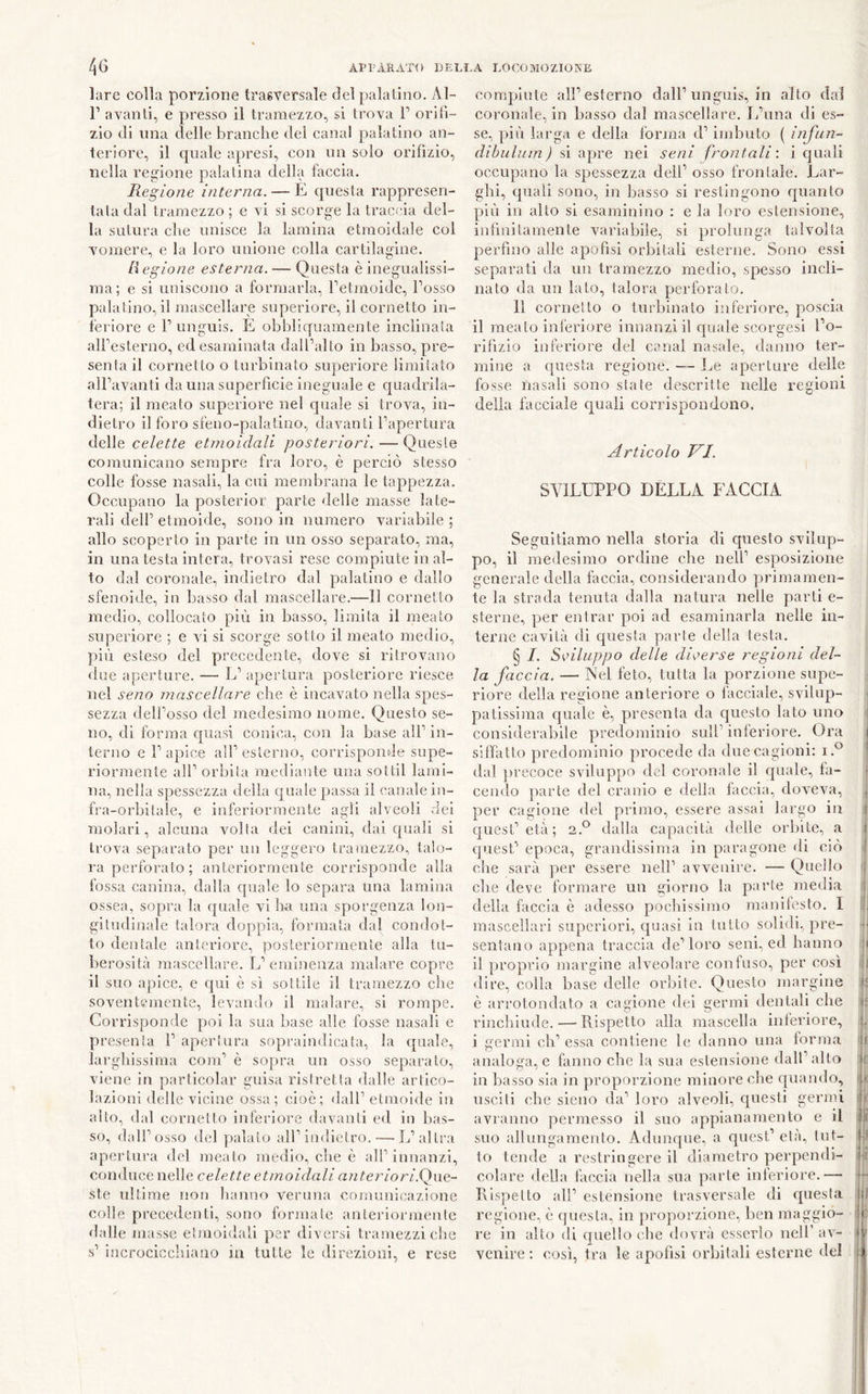 lare colla porzione trasversale del palatino. Al- r avanti, e presso il tramezzo, si trova P orifì- zio di lina delle branche dei canal palatino an- teriore, il eguale apresi, con un solo orifìzio, nella regione palatina della faccia. Regione interna. — E questa rappresen- tala dal tramezzo ; e vi si scorge la traccia del- la sutura che unisce la lamina etmoidale col vomere, e la loro unione colla cartilagine. Regione esterna. — Questa è inegualissi- ma; e si uniscono a formarla, Fetmoidc, Fosso palatino,il mascellare superiore, il cornetto in- feriore e F unguis. E obbliquamente inclinata alFesterno, ed esaminata dalFalto in basso, pre- senta il cornetto o turbinato superiore limitato alFavanti da una superfìcie ineguale e quadrila- tera; il meato superiore nel quale si trova, in- dietro il foro sfeno-palatino, davanti Fapertura delle etmoidali posteriori. — Queste comunicano sempre fra loro, è perciò stesso colle fosse nasali, la cui membrana le tappezza. Occupano la posterior parte delle masse late- rali delF etmoide, sono in numero variabile ; allo scoperto in parte in un osso separato, ma, in una testa intera, trovasi rese compiute in al- to dal coronale, indietro dal palatino e dallo sfenoide, in basso dal mascellare.—11 cornetto medio, collocato più in basso, limita il meato superiore ; e vi si scorge sotto il meato medio, più esteso del precedente, dove si ritrovano due aperture. — L’ apertura posteriore riesce nel seno mascellare che è incavato nella spes- sezza delFosso del medesimo nome. Questo se- no, di forma quasi conica, con la base alF in- terno e F apice alFesterno, corrisponde supe- riormente alF orbita mediante una sottil lami- na, nella spessezza della quale passa il canale in- fra-orbitale, e inferiormente agli alveoli dei molari, alcuna volta dei canini, dai quali si trova separato per un leggero tramezzo, talo- ra perforato; anteriormente corrisponde alla fossa canina, dalla quale lo separa una lamina ossea, sopra la quale vi bu una sporgenza lon- gitudinale talora doppia, formata dal condot- to dentale anteriore, posteriormente alla tu- berosità mascellare. L’eminenza inalare copre il suo apice, e qui è sì sottile il tramezzo che soventemente, levando il inalare, si rompe. Corrisponde poi la sua liase alle fosse nasali e presenta F apertura sopraindicata, la quale, lai’glnssima conF è sopra un osso separato, viene in particolar guisa ristretta dalle artico- lazioni delle vicine ossa; cioè; dalF etmoide in allo, dal cornetto inferiore davanti ed in bas- so, dalFosso del yialato alF indietro.—■ÌF altra apertura del meato meiFio, die è all’innanzi, conduce nelle cele.tle etmoidali aìiteriori.Qne- ste ultime non banno veruna comunicazione colle prcceilenti, sono formale anteriormente dalle masse etmoidali per diversi tramezzi clic s’ incrociccbiano in tutte le direzioni, e rese compiute alFesterno dall’unguis, in alto dal coronale, in basso dal mascellare. E’una di es- se, più larga e della forma d’imbuto ( infun- dihulum) si apre nei seni frontali’, i quali occupano la spessezza dell’ osso frontale. Lar- ghi, quali sono, in basso si restingono quanto più in alto si esaminino ; e la loro estensione, infinitamente variabile, si prolunga talvolta perfino alle apofìsi orbitali esterne. Sono essi separati da un tramezzo medio, spesso incli- nato da un lato, talora perforato. 11 cornetto o turbinato inferiore, poscia il meato inferiore innanzi il ryuale scorgesi l’o- rifìzio inferiore del canal nasale, danno ter- mine a questa regione. — l.ie aperture delle fosse nasali sono state descritte nelle regioni della facciale quali corrispondono. Articolo VI. SVILUPPO DËLLA FACCIA Seguitiamo nella storia di questo svilup- po, il medesimo ordine che nell’ esposizione generale della faccia, considerando primamen- te la strada tenuta dalla natura nelle parti e- sterne, per entrar poi ad esaminarla nelle in- terne cavità di questa parte della testa. § I. Sviluppo delle diverse regioni del- la faccia. — Nel feto, tutta la porzione supe- riore della regione anteriore o facciale, svilup- i patissima quale è, presenta da questo lato uno ! considerabile predominio sull’inferiore. Ora i siffatto predominio procede da due cagioni: ’ dal yirecoce sviluppo del coronale il quale, fa- i ceiulo parte del cranio e della faccia, doveva, per cagione del primo, essere assai largo in t cyuesl’età; 2.*^ dalla capacità delle orbite, a ì quest’ epoca, grandissima in paragone di ciò 4 che sarà per essere nell’ avvenire. — Quello i che deve formare un giorno la parte media ! della faccia è adesso pocliissimo manifesto. I !, mascellari superiori, quasi in lutto soli<li, pre- •• sentano appena traccia de’loro seni, ed banno ù il proprio margine alv-eolare confuso, per così ij «lire, colla base delle orbite. Questo margine r è arrotondato a cagione dei germi ilentali che >1 rinchiude. — Rispetto alla mascella inferiore, I. i germi eh’ essa contiene le danno una forma Ir analoga, e fanno che la sua estensione dalFalto f in liasso sia in proporzione minore che quando, t|,h: usciti che sieno da’ loro alveoli, questi germi |j!' avranno permesso il suo appianamento e il fi suo allungamento. Adunque, a quest’ età, lut- |f to tende a restringere il diametro perpendi- f: colare della làccia nella sua pai’te inferiore.— - Rispetto all’estensione trasversale di questa ] regione, è cjucsla, in proporzione, ben maggio- t : re in alto di quello che dovrà esserlo nell’ av- ^ ' venire : così, tra le apofìsi orliitali esterne del
