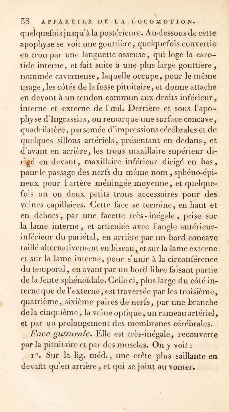 quelquefois jusqu’à la postérieure. Au-dessous de cette apophyse se voit une gouttière, quelquefois convertie en trou par une languette osseuse, qui loge la caro- tide interne, et fait suite à une plus large gouttière , nommée caverneuse, laquelle occupe, pour le même usage, les côtés de la fosse pituitaire, et donne attache en devant à un tendon commun aux droits inférieur, interne et externe de l’œil. Derrière et sous l’apo- physe d’Ingrassias, on remarque une surface concave, quadrilatère, parsemée d’impressions cérébrales et de quelques sillons artériels, présentant en dedans, et d’avant en arrière, les trous maxillaire supérieur di- rigé en devant, maxillaire inférieur dirigé en bas, pour le passage des nerfs du même nom , sphéno-épi- neux pour l’artère méningée moyenne, et quelque- fois un ou deux petits trous accessoires pour des veines capillaires. Cette face se termine, en haut et en dehors, par une facette très - inégale , prise sur la lame interne , et articulée avec l’angle antérieur- inférieur du pariétal, en arrière par un bord concave taillé alternativement en biseau, et sur la lame externe et sur la lame interne, pour s’unir à la circonférence du temporal, en avant par un bord libre faisant partie de la fente sphénoïdale. Celle-ci, plus large du côté in- terne que de l’externe, est traversée par les troisième, quatrième, sixième paires de nerfs, par une branche delà cinquième, la veine optique, un rameau artériel, et par un prolongement des membranes cérébrales. Face gutturale. Elle est très-inégale, recouverte par la pituitaire et par des muscles. On y voit : i®. Sur la lig. méd., une crête plus saillante en devant qu’en arrière, et qui se joint au vomer.