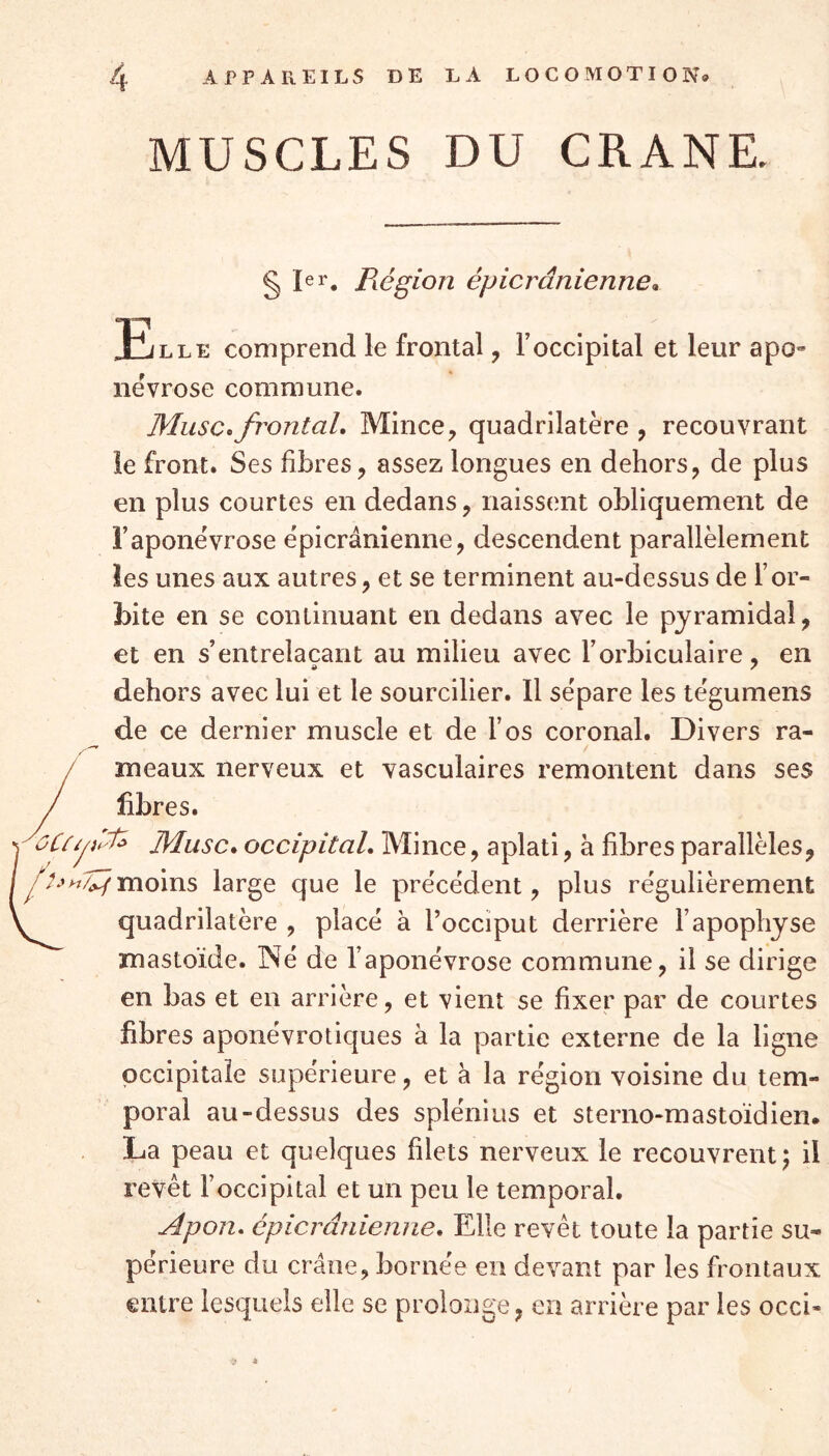 MUSCLES DU CRANE. § Ier. Piégion épicranienne• Elle comprend le frontal, Foccipital et leur apo- névrose commune. jMusc* frontal. Mince, quadrilatère , recouvrant le front. Ses fibres, assez longues en dehors, de plus en plus courtes en dedans, naissent obliquement de Faponëvrose épicranienne, descendent parallèlement les unes aux autres, et se terminent au-dessus de l’or- bite en se continuant en dedans avec le pyramidal, et en s’entrelaçant au milieu avec l’orbiculaire, en dehors avec lui et le sourcilier. Il sépare les tégumens de ce dernier muscle et de l’os coronal. Divers ra- meaux nerveux et vasculaires remontent dans ses / fibres. Musc. occipital. Mince, aplati, à fibres parallèles, fUnTZimoins large que le précédent, plus régulièrement quadrilatère , placé à l’occiput derrière l’apophyse mastoïde. Né de l’aponévrose commune, il se dirige en bas et en arrière, et vient se fixer par de courtes fibres aponévrotiques à la partie externe de la ligne occipitale supérieure, et à la région voisine du tem- poral au-dessus des splénius et sterno-mastoïdien. La peau et quelques filets nerveux le recouvrent; il revêt l’occipital et un peu le temporal. Apon. épicranienne. Elle revêt toute la partie su- périeure du crâne, bornée en devant par les frontaux entre lesquels elle se prolonge, en arrière par les occb