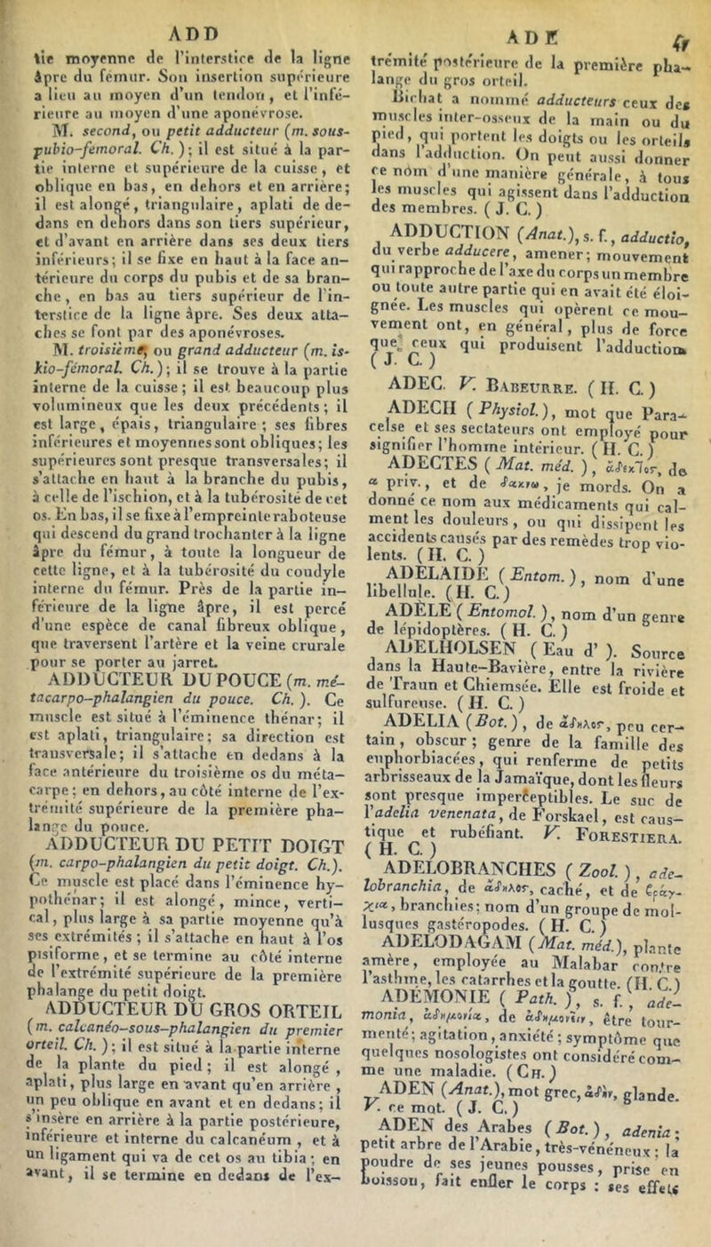 ADD tîe moyenne de l’interstife de la ligne Apre du fémur. Son insertion supérieure a lieu an moyen d’un tendon , et l’infe- rieure au moyen d’une aponévrose. M. second, ou petit adducteur (m.sous- pubio-feinoral. Ch. ); il est situé à la par- tie interne et supérieure de la cuisse, et oblique en bas, en dehors et en arrière; il est alongé, triangulaire , aplati de de- dans en dehors dans son tiers supérieur, et d’avant en arrière dans ses deux tiers inférieurs; il se fixe en haut à la face an- térieure du corps du pubis et de sa bran- che , en b.is au tiers supérieur de l'in- terstice de la ligne Apre. Ses deux atta- ches se font par des aponévroses. M. troisième, ou grand adducteur (m. is- kio-fémoraL Ch.)-, il se trouve à la partie interne de la cuisse ; il est beaucoup plus volumineux que les deux précédents; il est large, épais, triangulaire ; ses fibres inférieures et moyenriessont obliques; les supérieures sont presque transversales; il s’attache en haut à la branche du pubis, à celle de l’ischion, et à la tubérosité de cet os. Kn bas, il se fixe à l’empreinte raboteuse qui descend dugjand trochanter à la ligne âpre du fémur, à toute la longueur de cette ligne, et à la tubérosité du coudyle interne du fémur. Près de la partie in— fcrienre de la ligne âpre, il est percé d’une espèce de canal fibreux oblique, que traversent l’artère et la veine crurale pour se porter au jarreL ADDUCTEUR DU POUCE (m. mé- tacarpo-phalangien du pouce. Ch. ). Ce muscle est situé à l’éminence thénar; il est aplati, triangulaire; sa direction est transversale; il s’attache en dedans à la lare antérieure du troisième os du méta- carpe; en dehors,au côté interne de l’ex- Irémité supérieure de la première pha- lange du pouce. ADDUCTEUR DU PETIT DOIGT {m. carpo-phalangien du petit doigt. Ch.). Ce muscle est placé dans l’éminence hy- pothénar; il est alongé, mince, verti- cal , plus large à sa partie moyenne qu’à scs extrémités ; il s’attache en haut à l’os pisiforme, et se termine au côté interne de l’extrémité supérieure de la première phalange du petit doigt. ADDUCTEUR DU GROS ORTEIL (m. calcanéo-sous-phalangien du premier orteil. Ch. ) ; il est situé à la-partie interne de la plante du pied ; il est alongé , aplati, plus large en-avant qu’en arrière , un peu oblique en avant et en dedans; il s insère en arrière à la partie postérieure, inférieure et Interne du calcanéum , et à un ligament qui va de cet os au tibia ; en avant, il se termine en dedans de l’ex- adk trcmite posteTieure de la première pha- lange du gros orteil. Richat a nommé adducteurs ceux de» muscles iiiter-osseux de la main ou du pied, qui portent les doigts ou les orteil» dans I adduction. On peut aussi donner ce nom d’une manière générale, à tou» les muscles qui agissent dans l’adduction des membres. ( J. C. ) ADDUCTION {Anat.),s. f., adductlo, du verbe adducere, amener; mouvement qui rapproche de l’axe du corps un membre ou toute autre partie qui en avait été éloi- gnée. Les muscles qui opèrent ce mou- vement ont, en général, plus de force que ceux qui produisent l’adduction» (J. C. ; ADEC. V. Babeurre. ( IL C. ) ADECII (Physiol), mot que Para- celse et ses sectateurs ont employé pour signifier l’homme intérieur, f H. C 1 ADECTES ( Mat. méd. ), do a priy., et de •fatxru, je mords. On a donné ce nom aux médicaments qui cal- ment les douleurs , ou qui dissipent les accidents causés par des remèdes trop vio- lents. ( IL C. ) ) , nom d’une libellule. (IL C.) ADÈLE ( Entomoî. ), nom d’un genre de lépidoptères. (H. C. ) ADELHOLSEN ( Eau d’). Source dans la Haute-Bavière, entre la rivière de Traun et Chiemsée. Elle est froide et sulfureuse. ( H. C. ) ADELIA {Bot.) , de âfnAiir, peu cer- tain , obscur; genre de la famille des euphorbiacées, qui renferme de petits arbrisseaux de la Jamaïque, dont les fleurs sont presque imperèeptibles. Le suc de Vadelia venenata, de Forskacl, est caus- tique et rubéfiant. V. Forestier A ( H. C. ) ^ ^jOOL. ) , ade- lobranchia, de caché, et de ?:<«, branchies; nom d’un groupe de mol- lusques gastéropodes. (H. C. ) ADELODAGAM (Mat. méd.), plante amère, employée au Malabar cnn.'re 1 asthme, les catarrhes et la goutte, fil C I ADEMONIE ( Path. f, s. f. , nde- monta, , de aSx/xnH,,, être tour- menté ; agitation , anxiété ; symptôme que quelques nosologistes ont considéré com- me une maladie. (Ch.^ ADEN {Anat.),mo\. grec,i<('h, glande. F. ce mot. (J. C. ) ADEN des Arabes ( Bot. ) , adenia - petit arbre de l’Arabie, très-vénéneux ; là noudre do ses jeunes pousses, prise en boisson, fait enfler le corps : ses effet»