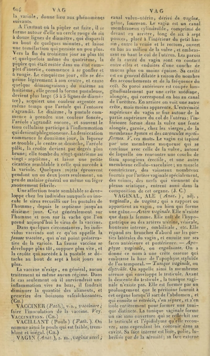 6o.f V À G la. variole , donne lieu aux phénomènes suivants. A 1 instant où la piqûre est faite, il se (orinc autour d’-elle uu cercle rouge de six à douze lignes de diamètre, qui disparaît au bout de quelques minutes, et laisse une tuméfaction qui persiste un peu plus. Vers la fin du troisième jour au plus tôt et quelquelois même du quatrième, la piqûre qui était restée dans un état com- plet d’inertie , commence à se gonfler et à rougir. Le cinquième jour , elle se dé- prime légèrement à son centre, et cause quelque démangeaison ; du sixième au huitième , elle prend la forme pustuleuse, devient plus large (3 à 5 lignes de diamè - tre) , acqmert une couleur argentée eu même temps que l’aréole qui l’entoure s agrandit. Le dixième, la pustule com- mence à prendre une couleur foncée, 1 aréole s’agrandit encore, et souvent le tissu cellulaire participe à l’inflammation quidevicntphlegmoneuse. La dessiccation commence le douzième jour, la liqueur se trouble , le centre se dessèche, l’aréole pâlit, la croûte devient par degrés plus brune; elle tombe du vingt-quatrième au vingt - septième, et laisse une petite cicatrice semblable à celle qui succède 4 la variole. Quelques sujets éprouvent pendant un on deux jours seulement, un peu de malaise général ou même uu léger mouvement fébrile. Une affection toute semblable se déve- loppe chez les individus auxquels on ino- cule le virus recueilli sur les pustules de l’homme , depuis le septième jusqu’au dixième jour. C’est généralement sur l’homme et non sur la vache que l’on prend aujourd’hui le virus de la vaccine. Dans quelques circonstances, les indi- vidu» vaccinés ont ce qu’on appelle la fausse vaccine, qui n’est point préserva- tive de la variole. La fausse vaccine se développe plus tôt, suppure plus vile , et la croûte qui succède à la pustule sc dé- tache au bout de sept à huit jours au plus. La vaccine n’exige, en général, aucun traitement ni même aucun régime. Dans le cas seulement où il surviendrait une inflammation vive au bras, il faudrait diminuer la quantité des aliments, et prescrire des boissons rafraîchissantes. (Cii.) VACCINER (PatfL), v.a., vaccinare ; faire l’inoculation de la vaccine. Voy. Vaccination. (Cri.) VACILLANT (Pouls) (Path.). On nomme ainsi le pouls qui est faible, trem- blant et inégal. (Ch.) VAGIN (Anas. in. ,vagina utcrl ; VA G canal vnlvo-utérin, dérivé de vagins. gaine, iourreau. Le vagin est un canal membraneux cylindroïde , comprimé de devant eu arrière, long de six à sept pouces, placé à l’intérieur du petit bas- sin , entre ia vessie et le rectum, ouvert en bas au milieu de la vulve , et embras- sant eu haut le col de 1 utérus. Les parois de la cavité du vagin sont en contact entre eiles et enduites d’une courbe de mucus plus ou moins épaisse. Sa cavité est en général dilatée à raison du nombre des accouchements et de la fréquence du coït. Sa paroi antérieure est coupée lon- gitudinalement par une crête inédiape, alorigée, qui correspond en bas au canal de l’urèthre. En arrière on voit une autre crête, mais moins apparente. L’extrémité supérieure du vagin se fixe autour de la partie supérieure du col de l’utérus; l’in- férieure forme dans la vulve une fente alongée, garnie, chez les vierges , de la membrane hymen et des caroncules myrti- formes. V. ces mots. Le vagin est tapissé par une membrane muqueuse qui se Commue avec celle de la vulve, autour de. laquelle on rencontre une couche de tissu spongieux crcc.lile, et une autre membrane cellulo-vasculaire ; un muscle constricteur, des vaisseaux nombreux fournis par l’artère vaginale spécialement, des veines, des nerfs qui viennent du plexus sciatique, entrent aussi dans la composition de cet organe. (J. G.) VAGINAL, ALE ( Anat. ) , adj. , vaginalis, de vagina ; qui a rapport ou appartient au vagin , ou bien qui forme une gaîne.—Artère vaginale. Elle n’existe que dans la femme. Elle naît de l’Iiypo- gastrique ou des artères utérine, vésicale, honteuse interne, ombilicale, etc. Elle répand ses branches d’abord sur les par- ties latérales du vagin , et ensuite sur ses faces antérieure et postérieure. — Apo- physe vaginale, ou engainante. On a donné ce nom à une crête osseuse qui embrasse la base de l’apophyse.styloïde de l’os temporal.— Tunique vaginale, ou élytruïde. On appelle ainsi la membrane séreuse qui enveloppe le testicule. Avant la descente du testicule , la tunique vagi- nale n’existe pas. Elle est formée par un prolongement que le péritoine fournit à cet organe lorsqu’il sort de l’abdomen , et qui ensuite sc rétrécit, s’en sépare, et s’en isole entièrement poorfoimer une tuni- que distincte. La tunique vaginale forme un sac sans ouverture qui se réfléchit sur le testiculé cl l’épididyme qu’elle recou- vre, sans cependant les contenir dans sa cavité. Sa lace interne est lisse, polie, lu- bréGée par de la sérosité: sa Tare externe