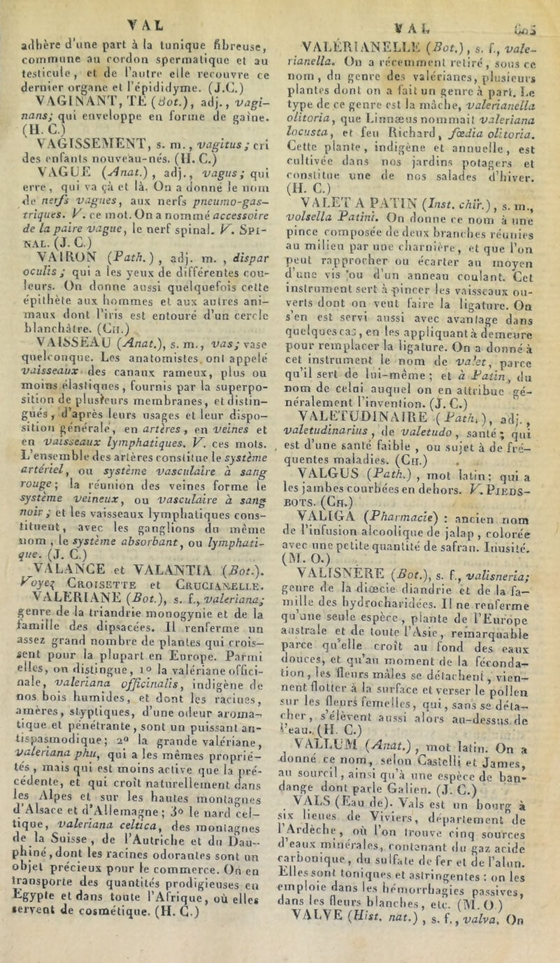 Y AL adhère d’une part à la tunique fibreuse, commune au cordon spermatique et au testicule, et de l’autre elle recouvre ce dernier organe et l’épididyme. (J.C.) V AGI N ANT, TL (dot.), adj., vagi- nans; qui enveloppe en forme de gaine. (II. C.) VAGISSEMENT, s. ni., vagitus; cri des enfants nouveau-nés. (H. C.) VAGUE (Anat.) , adj., vagus; qui erre, qui va çà et là. On a donné le nom de nerfs vagues, aux nerfs pncumo-gas- triques. V. ce mot. On a nommé accessoire de la paire vague, le nerf spinal. V. Spi- nal. (J. C.) VAIRON (Path.) , adj. m. , iispar oculis ; qui a les yeux de différentes cou- leurs. On donne aussi quelquefois cette épithète aux hommes et aux autres ani- maux dont l’iris est entouré d’un cercle blanchâtre. (Gu.) VAISSEAU (Anat.), s. m., vas; vase quelconque. Les anatomistes, ont appelé vaisseaux des canaux rameux, plus ou moins élastiques, fournis par la superpo- sition de plusieurs membranes, et distin- gués , d’après leurs usages et leur dispo- sition générale, en artères, en veines et en vaisseaux lymphatiques. V. ces mots. L ensemble des artères constitue le système artériel, ou système vasculaire à sang rouge; la réunion des veines forme le système veineux, ou vasculaire à sang noir ; et les vaisseaux lymphatiques cons- tituent, avec les ganglions du même nom , le système absorbant, ou lymphati- que. (J. C.) VA LANCE et VALANTIA (Bot.), y oyc^ Croisette et Cruciaxelle. VALERIANE (Bot.), s. valeriana; genre de la triandrie monogynie et de la famille des dipsace'es. Il renferme un assez grand nombre de plantes qui crois- sent pour la plupart en Europe. Parmi elles, on distingue, 1» la valériane offici- nale, valeriana officinal!s, indigène de nos bois humides, et dont les racines, amères, stypliques, d’une odeur aroma- tique et pénétrante, sont un puissant an- tispasmodique; 2° la grande valériane, valeriana phu, qui a les mêmes proprié- tés , mais qui est moins active que la pré- cédente, et qui croit naturellement dans les Alpes et sur les hautes montagnes d’Alsace et d’Allemagne; le nard cel- tique, valeriana celtica, des montagnes de la Suisse, de l’Autriche et du Dau- phiné, dont les racines odorantes sont on objet précieux pour le commerce. On en transporte des quantités prodigieuses en Egypte et dans toute l’Afrique, où elles servent de cosmétique. (H. G.) V A L Loi VALÉR1ANELLE (Bot.), s. f., vale- rianella. On a récemment retiré, sous ce nom, du genre des valérianes, plusieurs plantes dont on a lait un genre à part. Le type de ce genre est la mâche, valerianella olitoria, que Linnæus nommait valeriana locusta, et feu Richard, fœdia olitoria. Cette plante, indigène et annuelle, est cultivée dans nos jardins potagers et constitue une de nos salades d’hiver. (H. C.) VALET A PATIN (Inst, chïr.), s. volsella Patini, On donne ce nom à une pince composée de deux brandies réunies au milieu par uue charnière, et que l’on peut rapprocher ou écarter au moyen d’une vis 'ou d’un anneau coulant. Cet instrument sert àçincer les vaisseaux ou- verts dont on veut faire la ligature. On s’en est servi aussi avec avantage dans quelques caj, en les appliquant à demeure pour remplacer la ligature. On a donné à cet instrument le nom de valet, parce qu’il sert de lui-même; et à Patin, du nom de celui auquel on en attribue gé- néralement l’invention. (J.C.) VALETUDINAIRE (Path,), adj., valetudinarius , de valetudo , santé; qui est d’une santé faible , ou sujet à de fré- quentes maladies, (Cti.) VALGUS (Path.) , mot latin; qui a les jambes courbées en dehors. V. Pieds- bots. (Ch.) VALIGÂ (Pharmacie) : ancien nom de l’infusion alcoolique de jalap , colorée avec une petite quantité de safran. Inusité. (M. O.) \ ALrSNÈRE (Bot.), s. f., valisneria; genre de la diœcie dinndrie et de la fa- mille des hydrocharidécs. Il ne ronlerme qu’une seule espère, plante de l’Europe australe et de toute l’Asie, remarquable parce qu'elle croît au fond des eaux douces, et qu’au moment de la féconda- tion , les fleurs mâles se détachent, vien- nent flotter à la surface et verser le pollen sur les fleurs femelles, qui, sans se déta- cher, s élèvent aussi alors au-dessus de veau., (II. C.) VALLUM (Anat.) , mot latin. On a donné ce nom, selon Castelli et James, au sourcil, ainsi qw à une espèce de ban- dante dont parle Galien. (J. C.) V ALS (Eau de). Vais est un bourg à six lieues de Viviers, département de I Ardèche, où l’on trouve cinq sources d eaux minérales, rontanant du gaz acide carbonique, du sulfate de fer et de l’alun. Elles sont toniques et astringentes : on les emploie dans les hémorrhagies passives, dans les fleurs blanches, etc. (M.O I VALVE (Uist. nat.) , s. f., valva. On