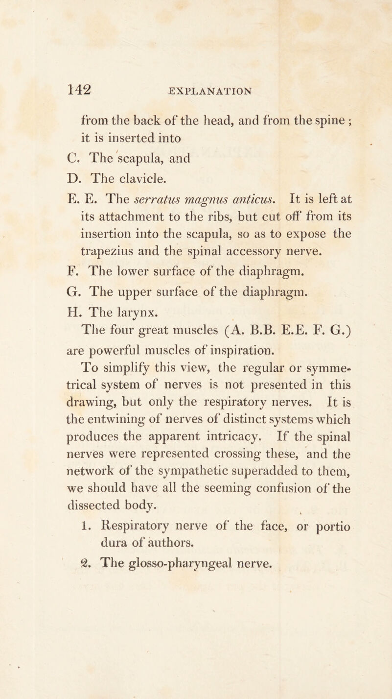 from the back of the head, and from the spine ; it is inserted into C. The scapula, and D. The clavicle. E. E. The serratus magnus anticus. It is left at its attachment to the ribs, but cut off from its insertion into the scapula, so as to expose the trapezius and the spinal accessory nerve. E. The lower surface of the diaphragm. G. The upper surface of the diaphragm. H. The larynx. The four great muscles (A. B.B. E.E. F. G.) are powerful muscles of inspiration. To simplify this view, the regular or symme- trical system of nerves is not presented in this drawing, but only the respiratory nerves. It is the entwining of nerves of distinct systems which produces the apparent intricacy. If the spinal nerves were represented crossing these, and the network of the sympathetic superadded to them, we should have all the seeming confusion of the dissected body. 1. Respiratory nerve of the face, or portio dura of authors. 2. The glosso-pharyngeal nerve.