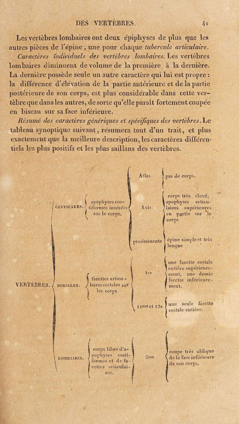 Les vertèbres lombaires ont deux épiphyses de plus cjue les autres pièces de répine, une pour cliaque tubercule articulaire. Caractères îndwiduels des 'vertèbres lombaires. Les vertèbres lombaires diminuent de volume de la première à la dernière. La dernière possède seule un autre caractère qui lui est propre : la différence d'élévation de la partie antérieure et de la partie postérieure de son corps, est plus considérable dans cette ver- tèbre que dans les autres, de sorte qu'elle paraît fortement coupée en biseau sur sa face inférieure. Résumé des caractères génériques et spécifiques des vertèbres. Le tableau synoptique suivant, résumera tout d’un trait, et plus exactement cjue la meilleure description, les caractères différent tiels les plus positifs et les plus sailians des vertèbres. Atlas pas Je corps. CERVlCàLES ! 1 apopliyscs cos- • Üformes insérées* f sur le corps. Axis i corps très élevé; apophyses arlicu- ' laires supérieures en partie snr le corps proéminente | épine simple et très longue VERTEBRES. facettes articu- DORSALES. / laires costales siR \ les corps. une facette costale entière supérieure- ' ment, une demie facette inférieure-’ ment. \ Iimectl2e seule facette \ costale enliere. LOMBA.IRES, corps HBre d’a- popayses costi- formes et de fa- cettes articulai- res. 5me coupe très oBlique de la face inférieure I de son corps.