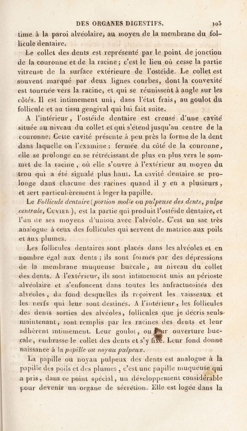 time à la paroi alvéolaire, au moyen de la membrane du fol- licule dentaire. Le collet des dents est représenté par le point de jonction de la couronne et de la racine ; c’est le lieu où cesse la partie vitreusfe de la surface extérieure de l’ostéide. Le collet est souvent marqué par deux lignes courbes, dont la convexité est tournée vers la racine, et qui se réunissent à angle sur les côtés. Il est intimement uni, dans l’état frais, au goulot du follicule et au tissu gengival qui lui fait suite. A l’intérieur, l’ostéiJe dentaire est creusé d’une cavité située au niveau du collet et f[ui s’étend jusqu’au centre de la couronne. Cette cavité présente à peu près la forme de la dent dans laquelle on l’examine ; fermée du côté de la couronne, elle se prolonge en se rétrécissant de plus en plus vers le som- met de la racine , où elle s’ouvre à l’extérieur au moyen du trou qui a été signalé plus haut. La cavité dentaire se pro- longe dans clîacune des racines quand il y en a plusieurs , et sert particulièrement à loger la papille. Le Follicule dentaire [portion molle ou pulpeuse des dents, pulpe centrale, Cuvier ), est la partie qui produit l’ostéide dentaire, et l’üii tîe ses moyens d’union avec l’alvéole. C’est un sac très analogue à ceux des follicules c[ui servent de matrice aux poils, et aux plumes. Les follicules dentaires sont placés dans les alvéoles et en nombre égal aux dents ; ils sont foi mes par des dépressions de la membrane muqueuse buccale, au niveau du collet des dents. A l’extérieur, ils sont intimement unis au périoste alvéolaire et s’enfoncent dans toutes les anfractuosités des alvéoles , du fond desquelles ils reçoivent les vaisseaux et les nerfs qui leur sont destinés. A Liutéi ieur , les follicules des dents sorties des alvéoles, follicules que je décris seuls^' maintenant, sont remplis par les racines des dents et leur adhèrent intimement. Leur goulot, oujP^r ouverture buc- cale, embrasse le collet des dents et s’y fiW. Leur fond donne naissance à la papille ou noyau pulpeux. La papille ou noyau pulpeux des dents est analogue à la papille des poils et des plumes , c’est une papille muqueuse qui a pris , dans ce point spécial, un développement considérable pour devenir un organe de sécrétion. Elle est logée dans la