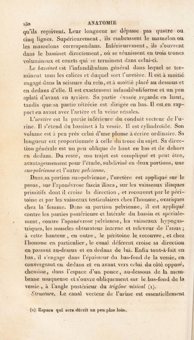 qu’ils reçoivent.. Leur longueur ne dépasse pas quatre ou cinq lignes. Supérieurement, ils embrassent le mamelon ou les mamelons correspondans. Inférieurement , ils s’ouvrent dans le bassinet directement, où se réunissent en trois troncs volumineux et courts qui se terminent dans celui-ci. Le bassinet est rinfundibulum général dans lequel se ter- minent tous les calices et duquel sort Turetère. Il est à moitié engagé dans la scissure du rein, et à moitié placé au dessous et en dedans d’elle. Il est exactement infundibuliforme et un peu aplati d’avant en ariière. Sa partie évasée regarde en haut, tandis que-sa partie rétrécie est dirigée en bas. Il est en rap- port en avant avec l’artère et la veine rénales. lJuretère est la partie inférieure du conduit vecteur de l’u- rine. Il s’étend du bassinet à la vessie. Il est cjlindroïde. Son volume est à peu près celui d’une plume à écrire ordinaire. Sa longueur est proportionnée à celle du tronc du sujet. Sa direc- tion générale est un peu oblique de haut en bas et de dehors en dedans. Du reste, son trajet est compliqué et peut être, avantageusement pour l’étude, subdivisé en deux portions, une sus-pelpienne ei l’autre pelvienne. Dans,sa portion sus-pelvienne, i’uretère est appliqué sur le psoas, sur l’aponévrose fascia iliaca, sur les vaisseaux iliaques primitifs dont il croise la direction , et recouvert par le péri- toine et par les vaisseaux testiculaires chez l’homme, ovariques chez la femme. Dans sa portion pelvienne, il est appliqué contre les parties postérieure et latérale du bassin et spéciale- ment, contre l’aponévrose pelvienne, les vaisseaux hypogas- tidques, les muscles obturateur interne et releveur de l’anus ; à cette hauteur , en outre, le péritoine le^ recouvre , et chez l’homme en particulier, le canal déférent croise sa direction en passant au-dessus et en dedans de lui. Enfin tout-à-fait en bas, il s’engage dans l’épaisseur du bas-fond de la vessie, en convergeant en dedans et en avant vers celui du côté opposé, chemine, dans l’espace d’un pouce, au-dessous de la mem- brane muqueuse et s’ouvre obliquement sur le bas-fond de la vessie à l’angle postérieur du trigône vésical (i). Structure. Le canal vecteur de riirine est essentiellement (i)! Espace qui sera d'écrit un peu plus loin.