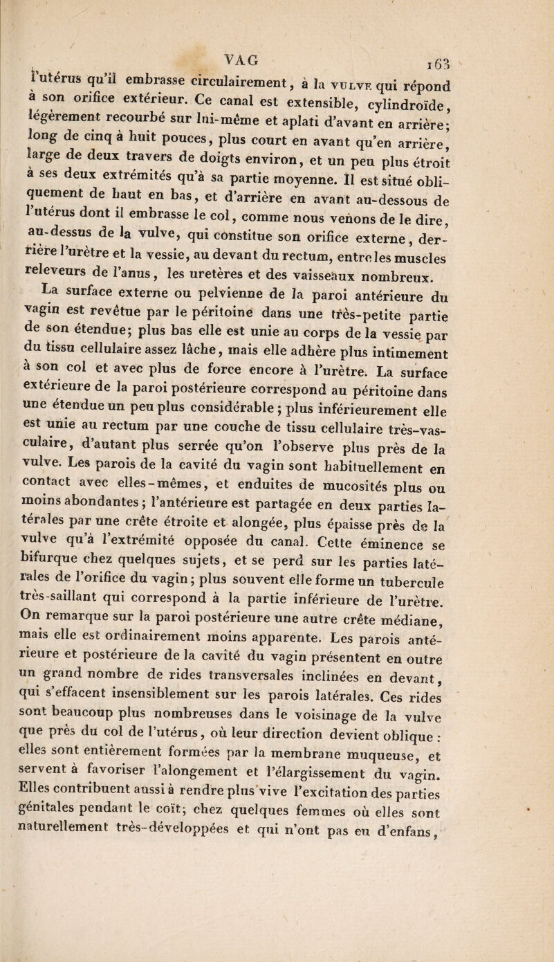 futérus qu’il embrasse circulairement, à la vulve qui répond a son orifice extérieur. Ce canal est extensible, cylindroïde, légèrement recourbé sur lui-même et aplati d’avant en arrière; long de cinq à huit pouces, plus court en avant qu’en arrière, large de deux travers de doigts environ, et un peu plus étroit à ses deux extrémités qu’à sa partie moyenne. Il est situé obli¬ quement de haut en bas, et d’arrière en avant au-dessous de 1 utérus dont il embrasse le col, comme nous venons de le dire, au-dessus de la vulve, qui constitue son orifice externe, der¬ rière l’urètre et la vessie, au devant du rectum, entre les muscles releveurs de l’anus, les uretères et des vaisseaux nombreux. La surface externe ou pelvienne de la paroi antérieure du vagin est revêtue par le péritoine dans une très-petite partie de son étendue; plus bas elle est unie au corps de la vessie par du tissu cellulaire assez lâche, mais elle adhère plus intimement à son col et avec plus de force encore à l’urètre. La surface extérieure de la paroi postérieure correspond au péritoine dans une étendue un peu plus considérable ; plus inférieurement elle est unie au rectum par une couche de tissu cellulaire très-vas¬ culaire, d’autant plus serrée qu’on l’observe plus près de la vulve. Les parois de la cavité du vagin sont habituellement en contact avec elles-mêmes, et enduites de mucosités plus ou moins abondantes ; l’antérieure est partagée en deux parties la¬ térales par une crête étroite et alongée, plus épaisse près de la vulve qu’à l’extrémité opposée du canal. Cette éminence se bifurque chez quelques sujets, et se perd sur les parties laté¬ rales de l’orifice du vagin; plus souvent elle forme un tubercule très-saillant qui correspond à la partie inférieure de l’urètre. On remarque sur la paroi postérieure une autre crête médiane, mais elle est ordinairement moins apparente. Les parois anté¬ rieure et postérieure de la cavité du vagin présentent en outre un grand nombre de rides transversales inclinées en devant, qui s’effacent insensiblement sur les parois latérales. Ces rides sont beaucoup plus nombreuses dans le voisinage de la vulve que près du col de l’utérus, où leur direction devient oblique : elles sont entièrement formées par la membrane muqueuse, et servent à favoriser l’alongement et l’élargissement du vagin. Elles contribuent aussi à rendre plus vive l’excitation des parties génitales pendant le coït; chez quelques femmes où elles sont naturellement très-développées et qui n’ont pas eu d’enfans,