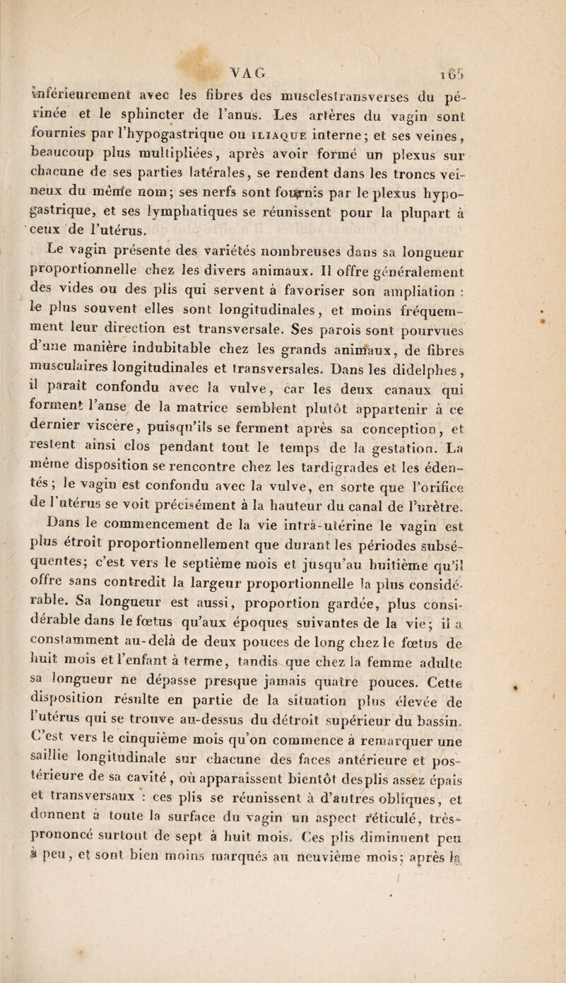 inférieurement avec îes fibres des musclesfransverses du pé¬ rinée et le sphincter de l’anus. Les artères du vagin sont fournies par l’hypogastrique ou iliaque interne; et ses veines, beaucoup plus multipliées, après avoir formé un plexus sur chacune de ses parties latérales, se rendent: dans les troncs vei¬ neux du même nom; ses nerfs sont foutrais par le plexus hypo¬ gastrique, et ses lymphatiques se réunissent pour la plupart à ceux de l’utérus. Le vagin présente des variétés nombreuses dans sa longueur proportionnelle chez îes divers animaux. îî offre généralement des vides ou des plis qui servent à favoriser son ampliation : le plus souvent elles sont longitudinales, et moins fréquem¬ ment leur direction est transversale. Ses parois sont pourvues dune maniéré indubitable chez les grands animaux, de fibres musculaires longitudinales et transversales. Dans les didelphes, il parait confondu avec la vulve, car les deux canaux qui forment 1 anse de la matrice semblent plutôt appartenir à ce dernier viscère, puisqu’ils se ferment après sa conception, et restent ainsi clos pendant tout le temps de la gestation. La même disposition se rencontre chez les tardigrades et les éden¬ tés , le vagin est confondu avec la vulve, en sorte que l’orifice de 1 utérus se voit précisément à la hauteur du canal de l’urètre. Dans le commencement de la vie intrà-utérine le vagin est plus étroit proportionnellement que durant les périodes subsé¬ quentes; c’est vers le septième mois et jusqu’au huitième qu’il offre sans contredit la largeur proportionnelle îa plus considé* rable. Sa longueur est aussi, proportion gardée, plus consi¬ dérable dans le fœtus qu’aux époques suivantes de la vie; il a constamment au-delà de deux pouces de long chez le fœtus de huit mois et l’enfant à terme, tandis que chez la femme adulte sa longueur ne dépasse presque jamais quatre pouces. Cette disposition résulte en partie de la situation plus élevée de 1 utérus qui se trouve au-dessus du détroit supérieur du bassin. C est vers le cinquième mois qu’on commence à remarquer une saillie longitudinale sur chacune des faces antérieure et pos¬ térieure de sa cavité, où apparaissent bientôt desplis asse? épais et transversaux : ces plis se réunissent à d’autres obliques, et donnent à toute la surface du vagin un aspect réticulé, très-*- prononcé surtout de sept à huit mois. Ces plis diminuent peu à peu, et sont bien moins marqués au neuvième mois; après in