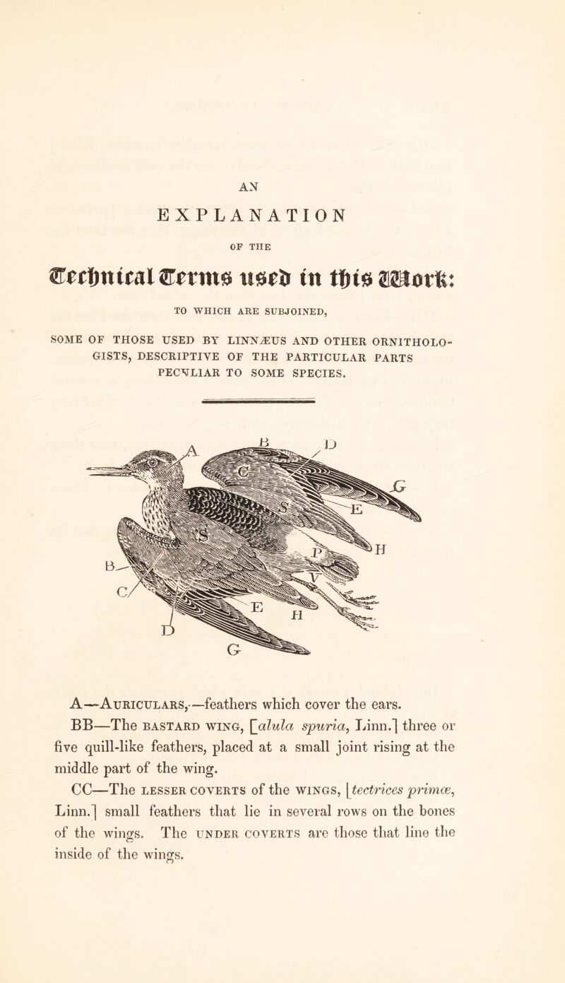 AN EXPLANATION OF THE SecfmifalS'erins U0f5x tn tfueasotft TO WHICH ARE SUBJOINED, SOME OF THOSE USED BY LINNAEUS AND OTHER ORNITHOLO- GISTS, DESCRIPTIVE OF THE PARTICULAR PARTS PECULIAR TO SOME SPECIES. A—Auriculars,—feathers which cover the ears. BB—The bastard wing, \_alula spuria, Linn.] three or five quill-like feathers, placed at a small joint rising at the middle part of the wing. CC—The lesser coverts of the wings, [tectrices primes, Linn.] small feathers that lie in several rows on the bones of the wings. The under coverts are those that line the inside of the wings. ♦ ♦