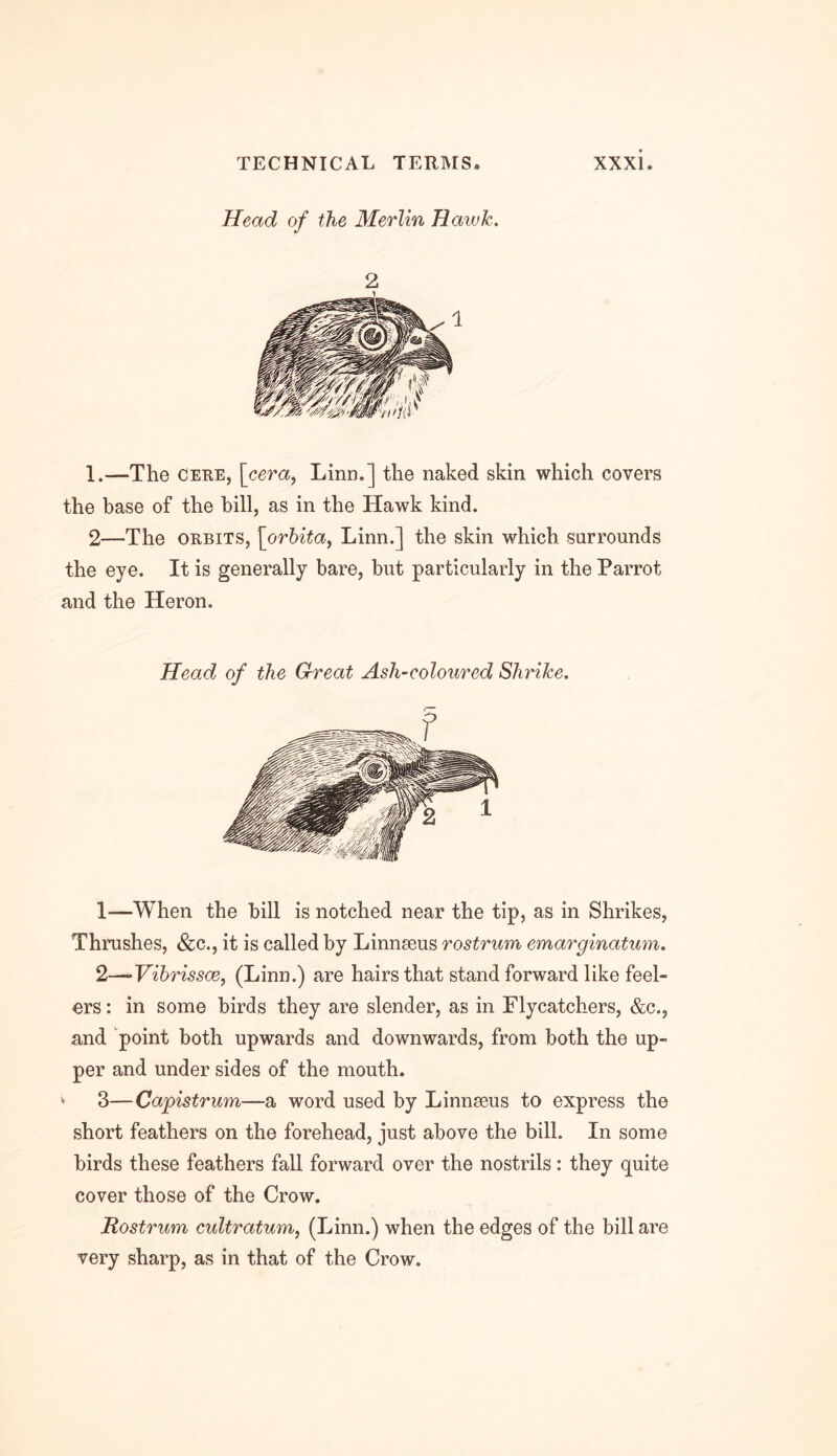 Head of the Merlin Hawk. 2 1.—The Cere, \cera, Linn.] the naked skin which covers the base of the bill, as in the Hawk kind. 2—The orbits, [orbita, Linn.] the skin which surrounds the eye. It is generally bare, but particularly in the Parrot and the Heron. Head of the Great Ash-coloured Shrike. 1— When the bill is notched near the tip, as in Shrikes, Thrushes, &c., it is called by Linnseus rostrum emarginatum. 2— >Vibrissce, (Linn.) are hairs that stand forward like feel- ers : in some birds they are slender, as in Flycatchers, &c., and point both upwards and downwards, from both the up- per and under sides of the mouth. 3— Capistrum—a word used by Linnseus to express the short feathers on the forehead, just above the bill. In some birds these feathers fall forward over the nostrils: they quite cover those of the Crow. Rostrum cultratum, (Linn.) when the edges of the bill are very sharp, as in that of the Crow.