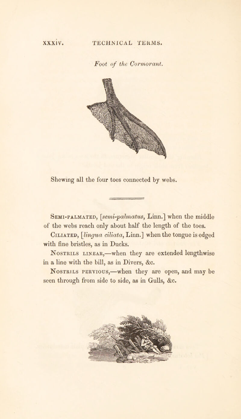 Foot of the Cormorant. Shewing all the four toes connected by webs. Semi-palmated, [,semi-palmatus, Linn.] when the middle of the webs reach only about half the length of the toes. Ciliated, \lingua ciliata, Linn.] when the tongue is edged with fine bristles, as in Ducks. Nostrils linear,—when they are extended lengthwise in a line with the bill, as in Divers, &c. Nostrils pervious,-—when they are open, and may be seen through from side to side, as in Gulls, &c.