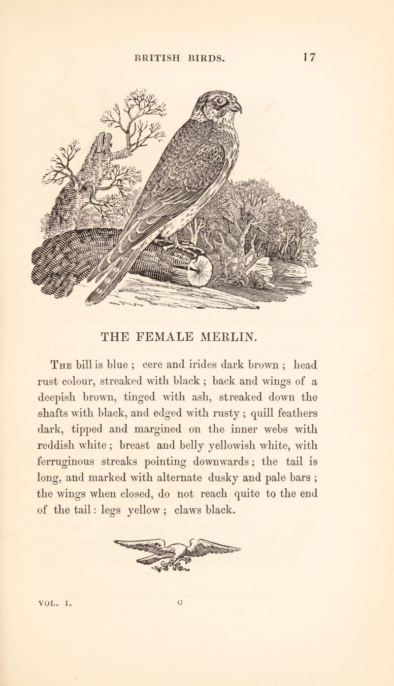 THE FEMALE MERLIN. The bill is blue ; cere and irides dark brown ; bead rust colour, streaked with black ; back and wings of a deepish brown, tinged with ash, streaked down the shafts with black, and edged with rusty ; quill feathers dark, tipped and margined on the inner webs with reddish white ; breast and belly yellowish white, with ferruginous streaks pointing downwards; the tail is long, and marked with alternate dusky and pale bars ; the wings when closed, do not reach quite to the end of the tail: legs yellow ; claws black. YOL. i o