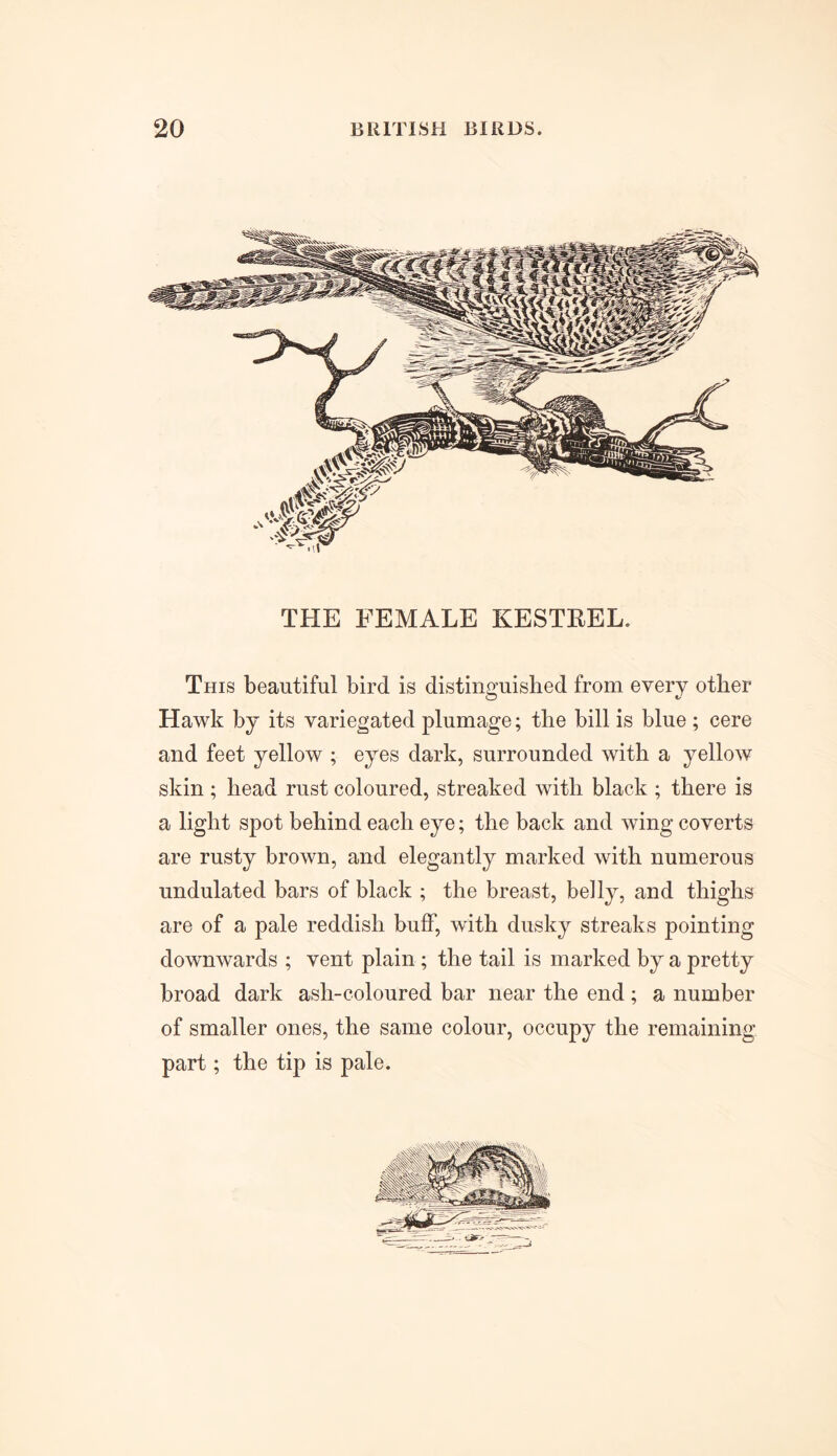 THE FEMALE KESTREL. This beautiful bird is distinguished from every other Hawk by its variegated plumage; the bill is blue ; cere and feet yellow ; eyes dark, surrounded with a yellow skin ; head rust coloured, streaked with black ; there is a light spot behind each eye; the back and wing coverts are rusty brown, and elegantly marked with numerous undulated bars of black ; the breast, belly, and thighs are of a pale reddish buff, with dusky streaks pointing downwards ; vent plain ; the tail is marked by a pretty broad dark ash-coloured bar near the end; a number of smaller ones, the same colour, occupy the remaining part; the tip is pale.