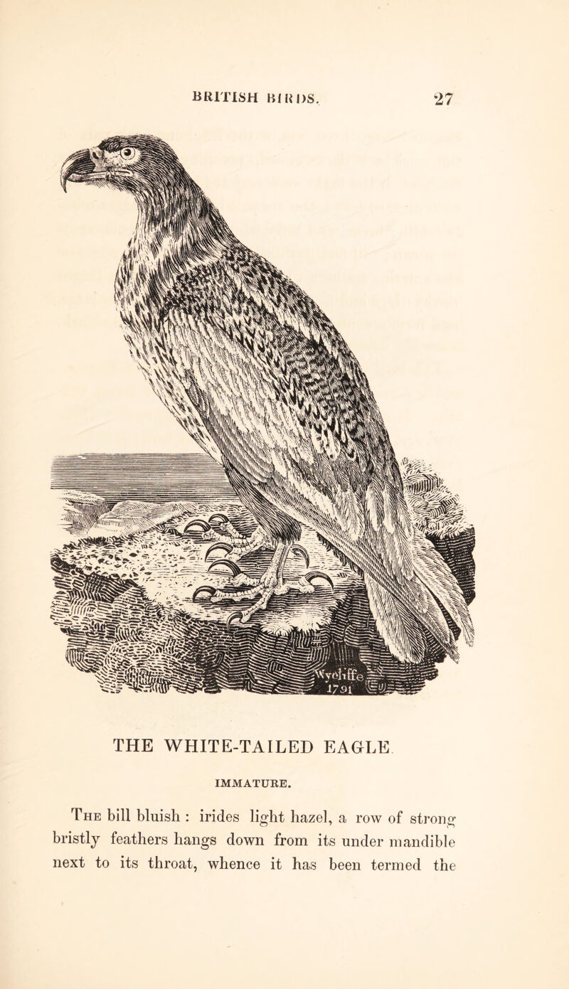 THE WHITE-TAILED EAGLE IMMATURE. The bill bluish : irides light hazel, a row of strong bristly feathers hangs down from its under mandible next to its throat, whence it has been termed the