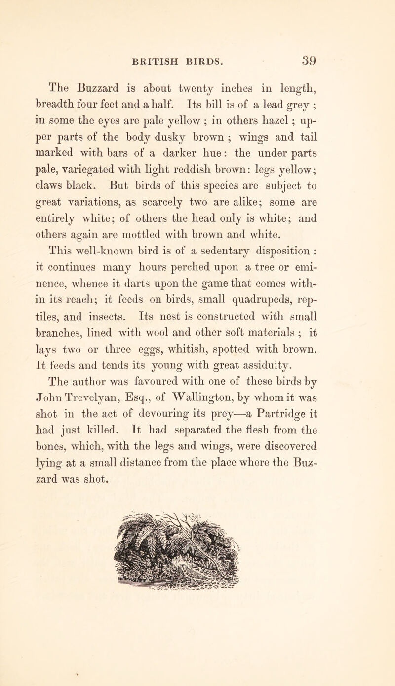 The Buzzard is about twenty inches in length, breadth four feet and a half. Its bill is of a lead grey ; in some the eyes are pale yellow ; in others hazel; up- per parts of the body dusky brown ; wings and tail marked with bars of a darker hue: the under parts pale, variegated with light reddish brown: legs yellow; claws black. But birds of this species are subject to great variations, as scarcely two are alike; some are entirely white; of others the head only is white; and others again are mottled with brown and white. This well-known bird is of a sedentary disposition : it continues many hours perched upon a tree or emi- nence, whence it darts upon the game that comes with- in its reach; it feeds on birds, small quadrupeds, rep- tiles, and insects. Its nest is constructed with small branches, lined with wool and other soft materials ; it lays two or three eggs, whitish, spotted with brown. It feeds and tends its young with great assiduity. The author was favoured with one of these birds by John Trevelyan, Esq., of Wallington, by whom it was shot in the act of devouring its prey—a Partridge it had just killed. It had separated the flesh from the bones, which, with the legs and wings, were discovered lying at a small distance from the place where the Buz- zard was shot.