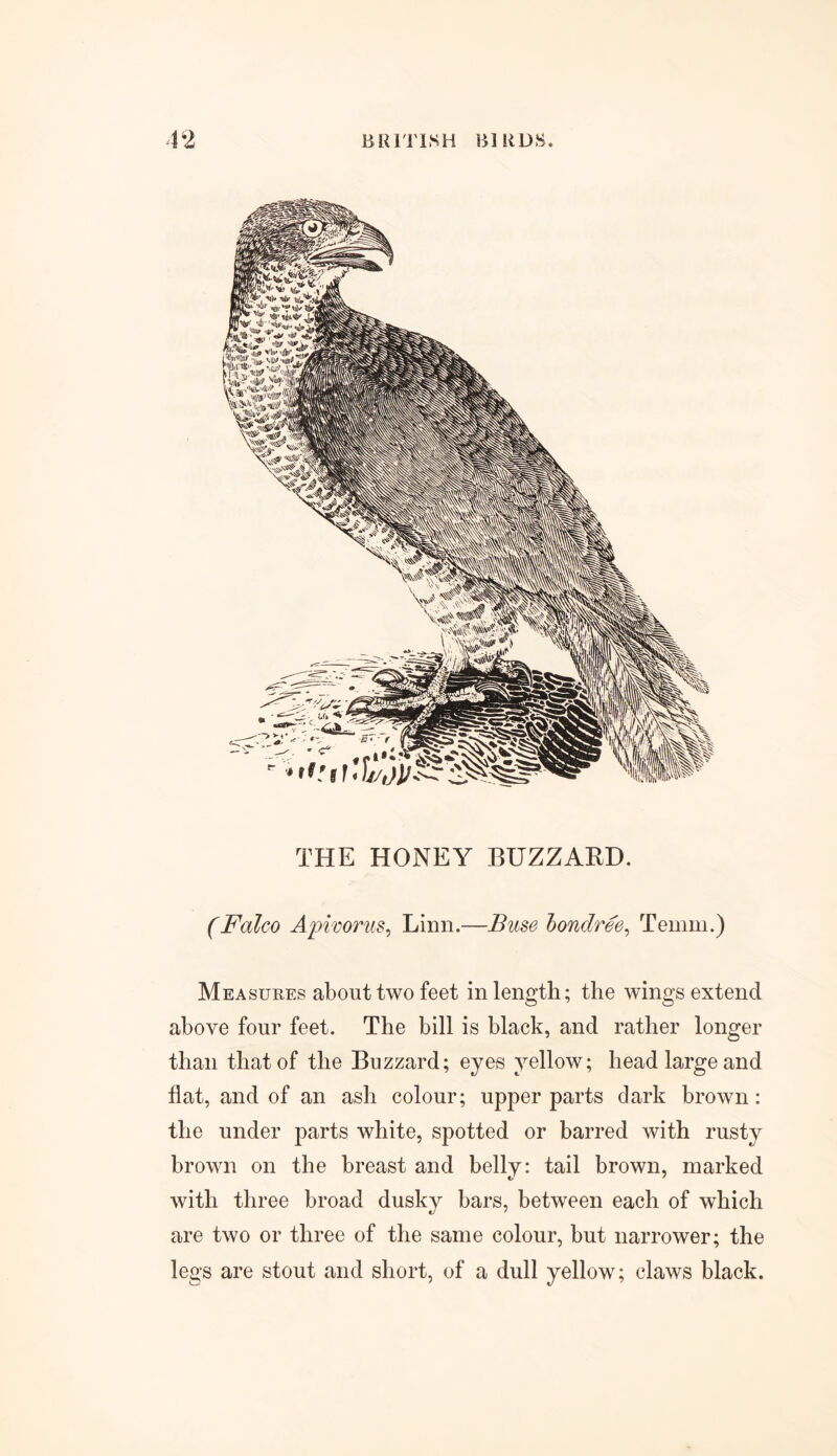 THE HONEY BUZZARD. (Falco Apivorus, Linn.—hondree, Temm.) Measures about two feet in length; the wings extend above four feet. The bill is black, and rather longer than that of the Buzzard; eyes yellow; head large and flat, and of an ash colour; upper parts dark brown: the under parts white, spotted or barred with rusty brown on the breast and belly: tail brown, marked with three broad dusky bars, between each of which are two or three of the same colour, but narrower; the legs are stout and short, of a dull yellow; claws black.