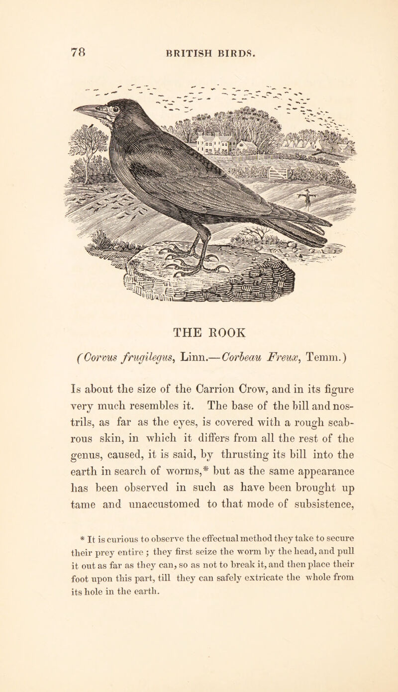 THE ROOK (Corms frugilegm, Linn.—-Corbeau Freux, Temm.) Is about the size of the Carrion Crow, and in its figure very much resembles it. The base of the bill and nos- trils, as far as the eyes, is covered with a rough scab- rous skin, in which it differs from all the rest of the genus, caused, it is said, by thrusting its bill into the earth in search of worms,*' but as the same appearance has been observed in such as have been brought up tame and unaccustomed to that mode of subsistence, * It is curious to observe the effectual method they take to secure their prey entire ; they first seize the worm by the head, and pull it out as far as they can, so as not to break it, and then place their foot upon this part, till they can safely extricate the whole from its hole in the earth.