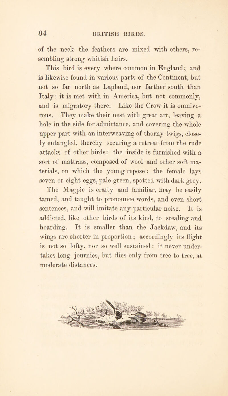 of tlie neck the feathers are mixed with others, re- sembling strong whitish hairs. This bird is every where common in England; and is likewise found in various parts of the Continent, but not so far north as Lapland, nor farther south than Italy: it is met with in America, but not commonly, and is migratory there. Like the Crow it is omnivo- rous. They make their nest with great art, leaving a hole in the side for admittance, and covering the whole upper part with an interweaving of thorny twigs, close- ly entangled, thereby securing a retreat from the rude attacks of other birds: the inside is furnished with a sort of mattrass, composed of wool and other soft ma- terials, on which the young repose ; the female lays seven or eight eggs, pale green, spotted with dark grey. The Magpie is crafty and familiar, may be easily tamed, and taught to pronounce words, and even short sentences, and will imitate any particular noise. It is addicted, like other birds of its kind, to stealing and hoarding. It is smaller than the Jackdaw, and its wings are shorter in proportion ; accordingly its flight is not so lofty, nor so well sustained: it never under- takes long journies, but flies only from tree to tree, at moderate distances.