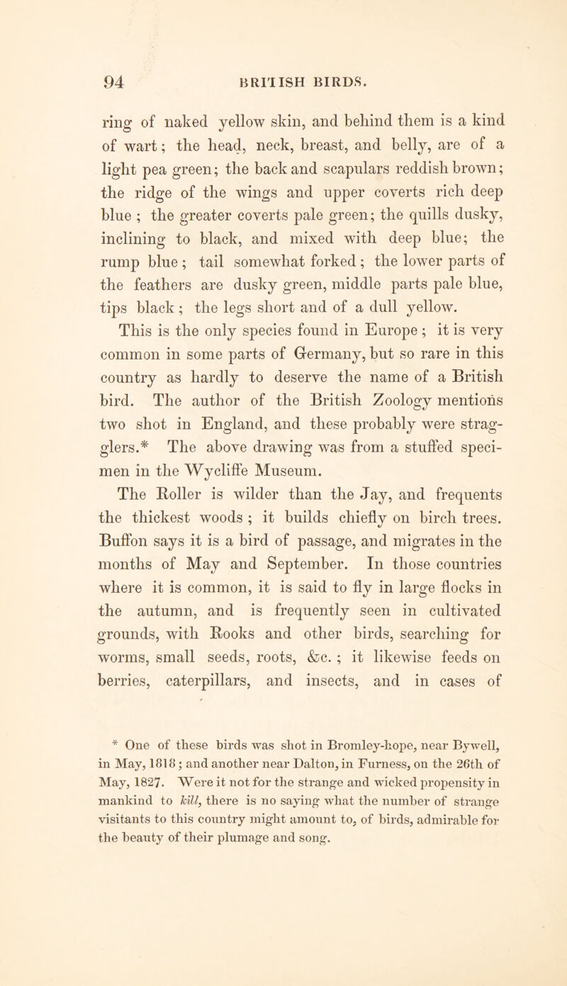 ring of naked yellow skin, and behind them is a kind of wart; the head, neck, breast, and belly, are of a light pea green; the back and scapulars reddish brown; the ridge of the wings and upper coverts rich deep blue ; the greater coverts pale green; the quills dusky, inclining to black, and mixed with deep blue; the rump blue ; tail somewhat forked ; the lower parts of the feathers are dusky green, middle parts pale blue, tips black; the legs short and of a dull yellow. This is the only species found in Europe; it is very common in some parts of Germany, but so rare in this country as hardly to deserve the name of a British bird. The author of the British Zoology mentions two shot in England, and these probably were strag- glers.* The above drawing was from a stuffed speci- men in the Wycliffe Museum. The Boiler is wilder than the Jay, and frequents the thickest woods ; it builds chiefly on birch trees. Buffon says it is a bird of passage, and migrates in the months of May and September. In those countries where it is common, it is said to fly in large flocks in the autumn, and is frequently seen in cultivated grounds, with Books and other birds, searching for worms, small seeds, roots, &c. ; it likewise feeds on berries, caterpillars, and insects, and in cases of * One of these birds was shot in Bromley-hope, near Bywell, in May, 1818 ; and another near Dalton, in Furness, on the 26th of May, 1827. Were it not for the strange and wicked propensity in mankind to kill, there is no saying what the number of strange visitants to this country might amount to, of birds, admirable for the beauty of their plumage and song.