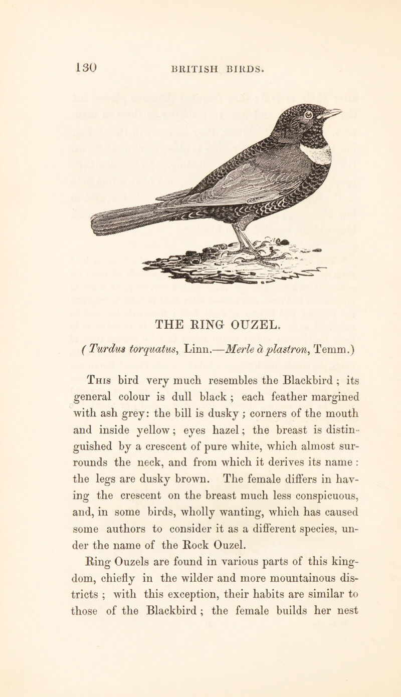 THE RING OUZEL. ( Turdus torquatus, Linn.—Merle a plastron, Temm.) This bird very much resembles the Blackbird ; its general colour is dull black ; each feather margined with ash grey: the bill is dusky; corners of the mouth and inside yellow; eyes hazel; the breast is distin- guished by a crescent of pure white, which almost sur- rounds the neck, and from which it derives its name : the legs are dusky brown. The female differs in hav- ing the crescent on the breast much less conspicuous, and, in some birds, wholly wanting, which has caused some authors to consider it as a different species, un- der the name of the Rock Ouzel. Ring Ouzels are found in various parts of this king- dom, chiefly in the wilder and more mountainous dis- tricts ; with this exception, their habits are similar to those of the Blackbird; the female builds her nest