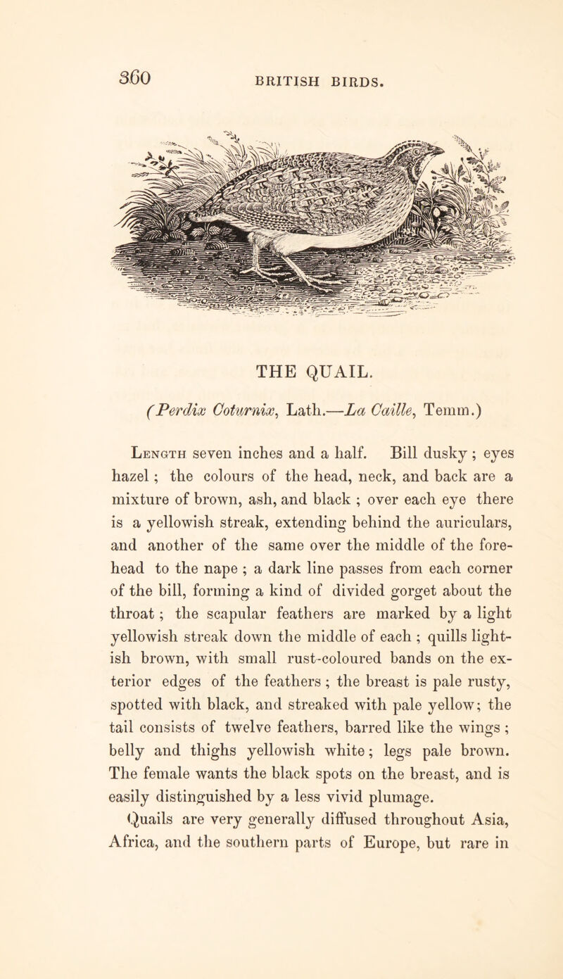 THE QUAIL. (Perdix Goturnix, Lath.—La Cattle, Temm.) Length seven inches and a half. Bill dusky; eyes hazel; the colours of the head, neck, and back are a mixture of brown, ash, and black ; over each eye there is a yellowish streak, extending behind the auriculars, and another of the same over the middle of the fore- head to the nape ; a dark line passes from each corner of the bill, forming a kind of divided gorget about the throat; the scapular feathers are marked by a light yellowish streak down the middle of each ; quills light- ish brown, with small rust-coloured bands on the ex- terior edges of the feathers ; the breast is pale rusty, spotted with black, and streaked with pale yellow; the tail consists of twelve feathers, barred like the wings ; belly and thighs yellowish white; legs pale brown. The female wants the black spots on the breast, and is easily distinguished by a less vivid plumage. Quails are very generally diffused throughout Asia, Africa, and the southern parts of Europe, but rare in