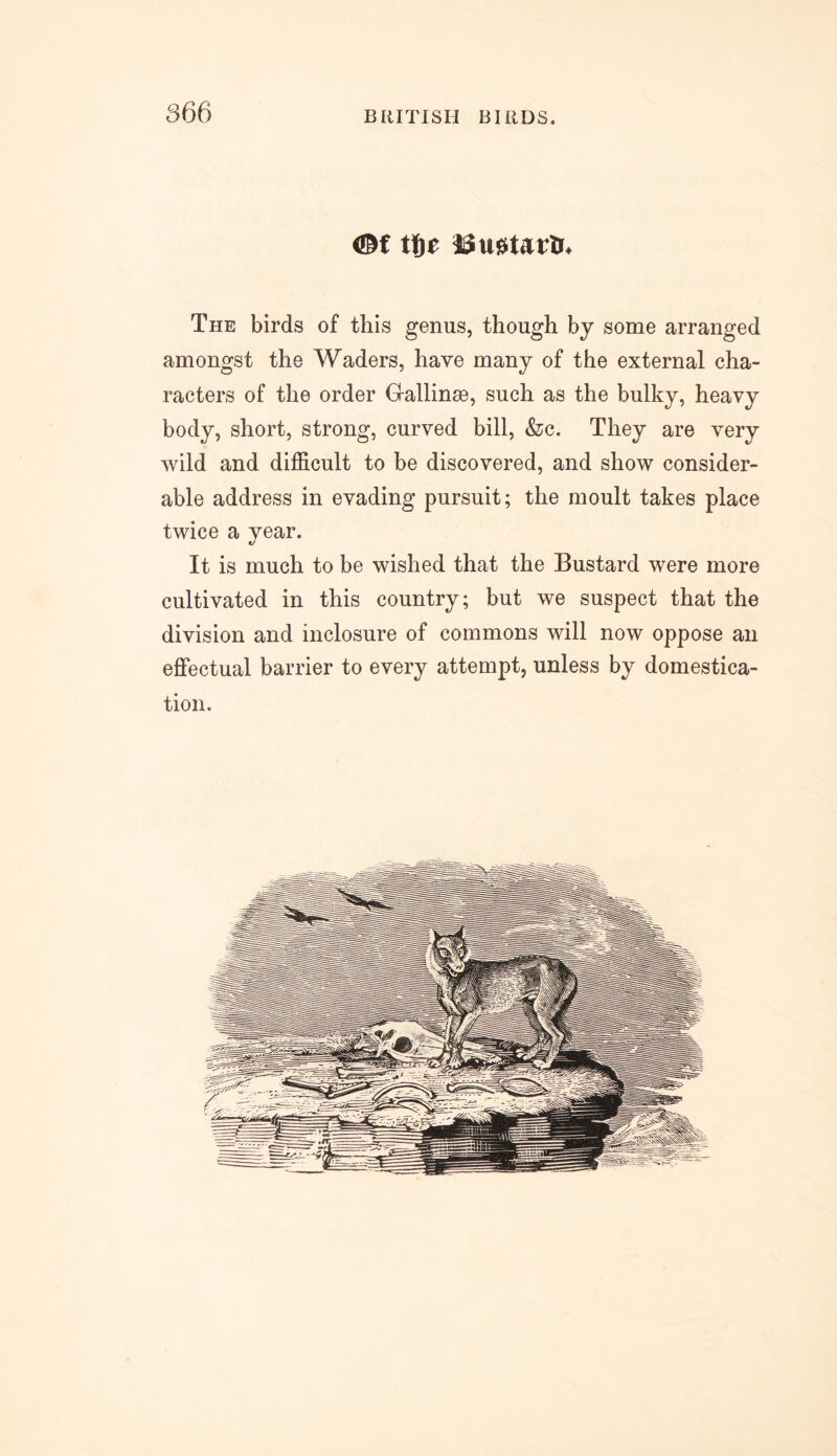 The birds of this genus, though by some arranged amongst the Waders, have many of the external cha- racters of the order Gallinse, such as the bulky, heavy body, short, strong, curved bill, &c. They are very wild and difficult to be discovered, and show consider- able address in evading pursuit; the moult takes place twice a year. It is much to be wished that the Bustard were more cultivated in this country; but we suspect that the division and inclosure of commons will now oppose an effectual barrier to every attempt, unless by domestica- tion.