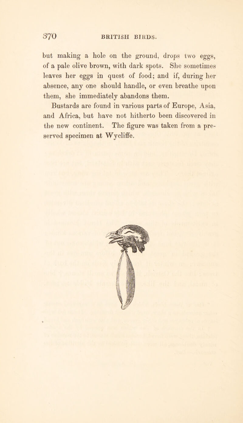 but making a hole on the ground, drops two eggs, of a pale olive brown, with dark spots. She sometimes leaves her eggs in quest of food; and if, during her absence, any one should handle, or even breathe upon them, she immediately abandons them. Bustards are found in various parts of Europe, Asia, and Africa, but have not hitherto been discovered in the new continent. The figure was taken from a pre- served specimen at Wycliffe,