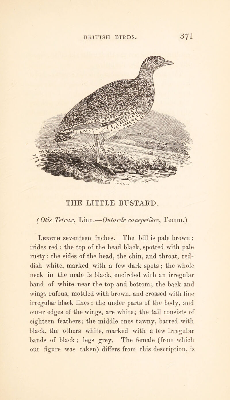 THE LITTLE BUSTARD. (Otis Tetrax, Linn.—Outarde canepetiere, Temra.) Length seventeen inches. The bill is pale brown ; irides red ; the top of the head black, spotted with pale rusty: the sides of the head, the chin, and throat, red- dish white, marked with a few dark spots; the whole neck in the male is black, encircled with an irregular band of white near the top and bottom; the back and wings rufous, mottled with brown, and crossed with fine irregular black lines: the under parts of the body, and outer edges of the wings, are white; the tail consists of eighteen feathers; the middle ones tawny, barred with black, the others white, marked with a few irregular bands of black; legs grey. The female (from which our figure was taken) differs from this description, is