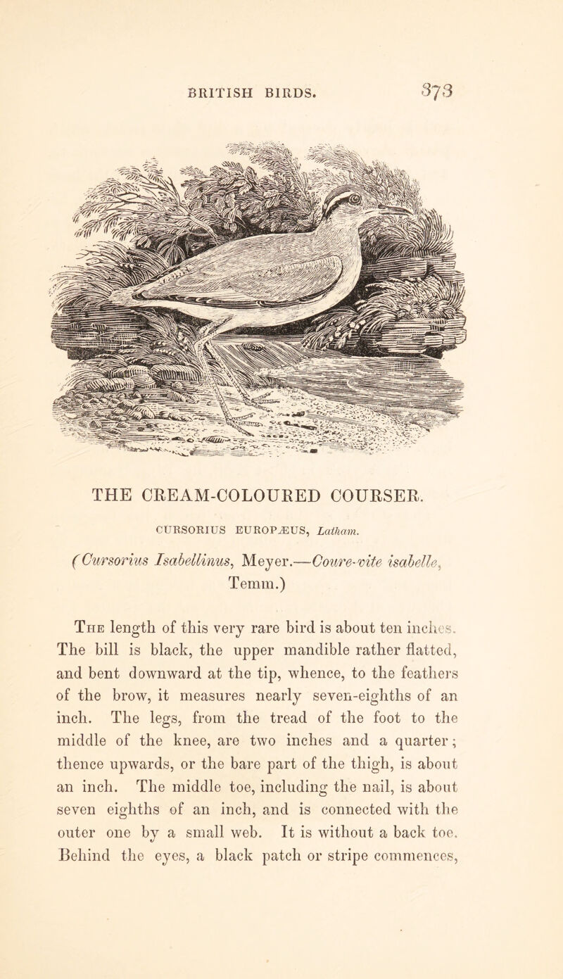 THE CREAM-COLOURED COURSER. CURSORIUS EUROPJ3US, Latham. (Cursorim Isabellinus, Meyer.—Coure-mte isabelle, Temm.) The length of this very rare bird is about ten inches. The bill is black, the upper mandible rather flatted, and bent downward at the tip, whence, to the feathers of the brow, it measures nearly seven-eighths of an inch. The legs, from the tread of the foot to the middle of the knee, are two inches and a quarter; thence upwards, or the bare part of the thigh, is about an inch. The middle toe, including the nail, is about seven eighths of an inch, and is connected with the outer one by a small web. It is without a back toe. Behind the eyes, a black patch or stripe commences,