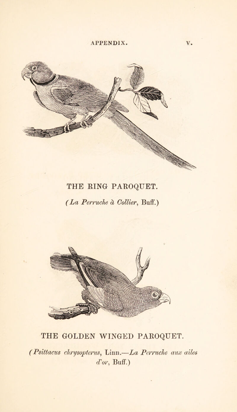 THE RING PAROQUET. (La Perruche a Collier, Buff.) THE GOLDEN WINGED PAROQUET. (Psittacus chrjsopterus, Linn.—La Perruche aux axles (Tor, Buff.)