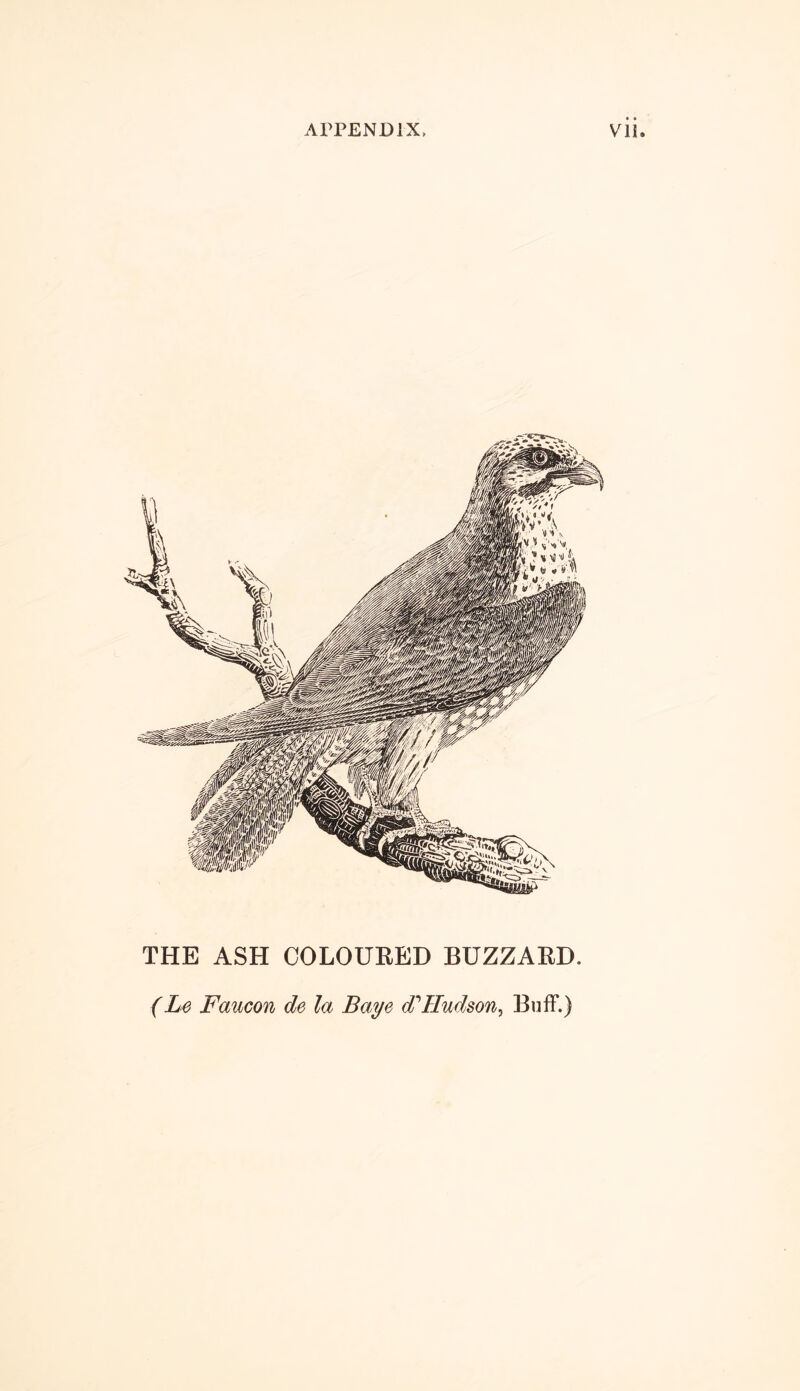 THE ASH COLOURED BUZZARD. (Le Faucon de la Baye d?Hudson, Buff.)