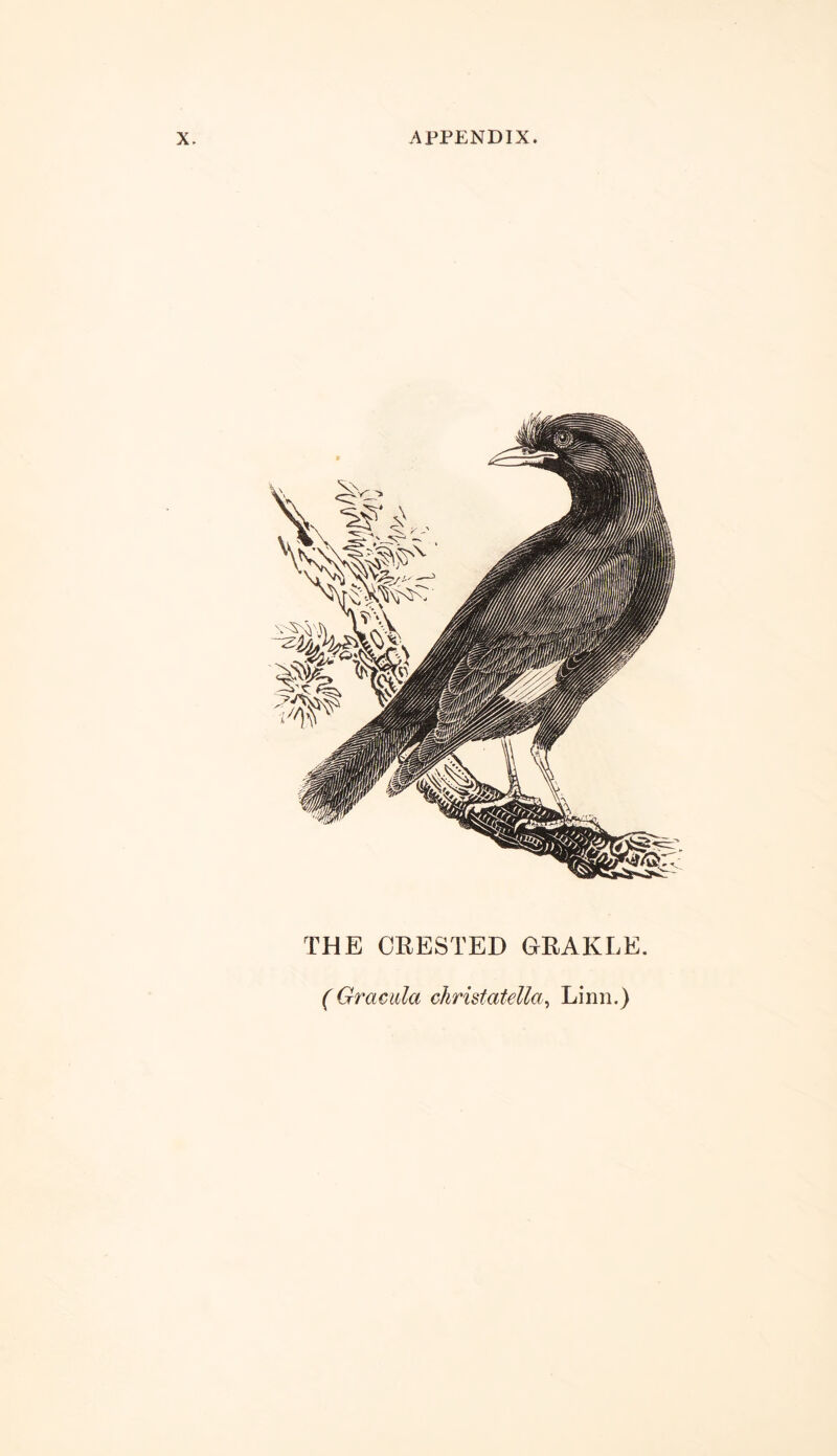 THE CRESTED GRAKLE (Gracula ckristatetta, Linn.)