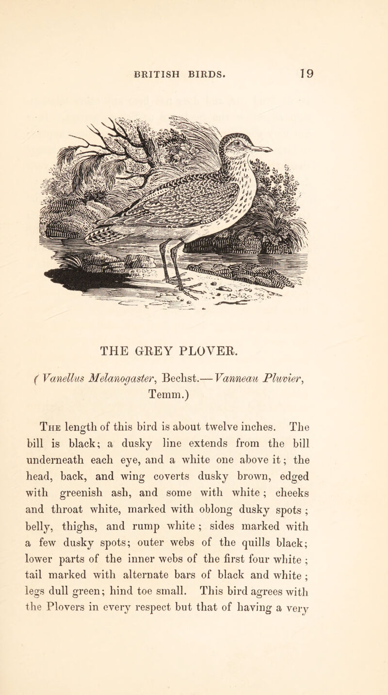 THE GREY PLOVER. ( Vanellus Melanogaster^ Bechst.— Vanneau Plmier^ Temm.) The length of this bird is about twelve inches. The bill is black; a dusky line extends from the bill underneath each eye, and a white one above it; the head, back, and wing coverts dusky brown, edged with greenish ash, and some with white; cheeks and throat white, marked with oblong dusky spots ; belly, thighs, and rump white; sides marked with a few dusky spots; outer webs of the quills black; lower parts of the inner webs of the first four white ; tail marked with alternate bars of black and white ; legs dull green; hind toe small. This bird agrees with the Plovers in every respect but that of having a very