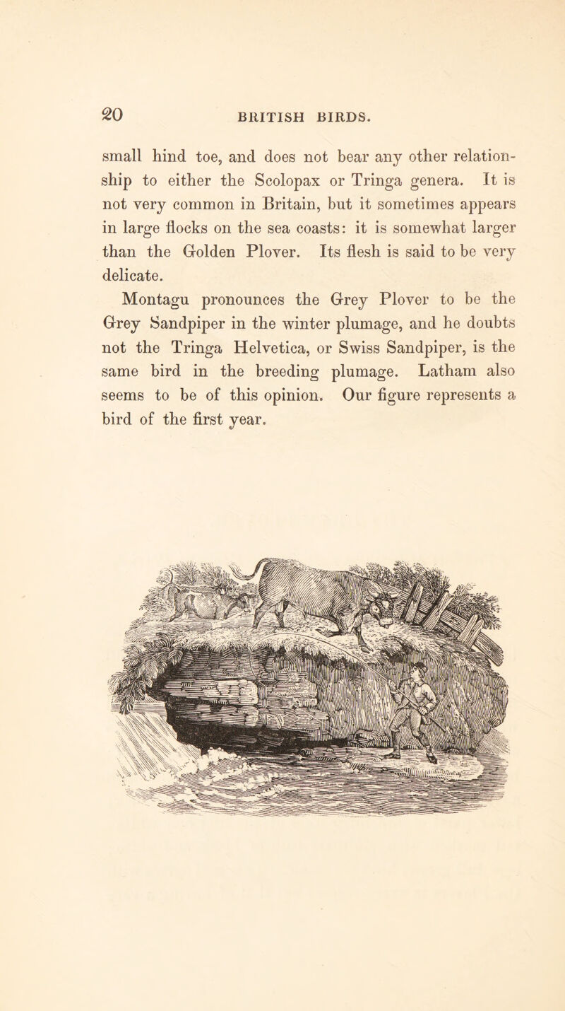 so small hind toe, and does not bear any other relation- ship to either the Scolopax or Tringa genera. It is not very common in Britain, but it sometimes appears in large flocks on the sea coasts: it is somewhat larger than the Golden Plover. Its flesh is said to be very delicate. Montagu pronounces the Grey Plover to be the Grey Sandpiper in the winter plumage, and he doubts not the Tringa Helvetica, or Swiss Sandpiper, is the same bird in the breeding plumage. Latham also seems to be of this opinion. Our figure represents a bird of the first year.