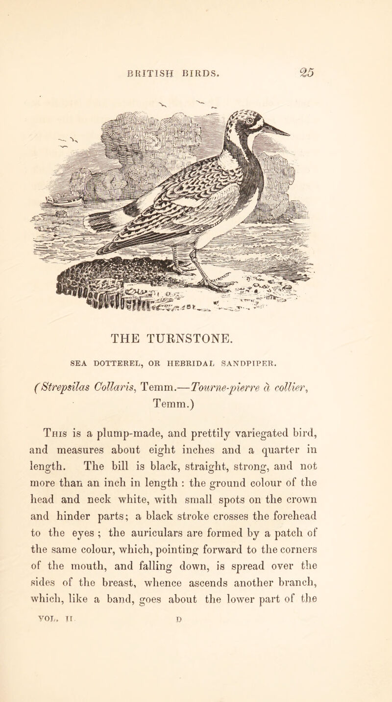 THE TURNSTONE. SEA DOTTEREL, OR HEBRIDAL SANDPIPER. (Strepsilas CoUaris, Temm.—Toiirne-pierre a collier^ Temm.) This is a plump-made, and prettily variegated bird, and measures about eight inches and a quarter in length. The bill is black, straight, strong, and not more than an inch in length : the ground colour of the head and neck white, with small spots on the crown and hinder parts; a black stroke crosses the forehead to the eyes ; the auriculars are formed by a patch of the same colour, which, pointing forward to the corners of the mouth, and falling down, is spread over the sides of the breast, whence ascends another branch, which, like a band, goes about the lower part of the VOL. TT D