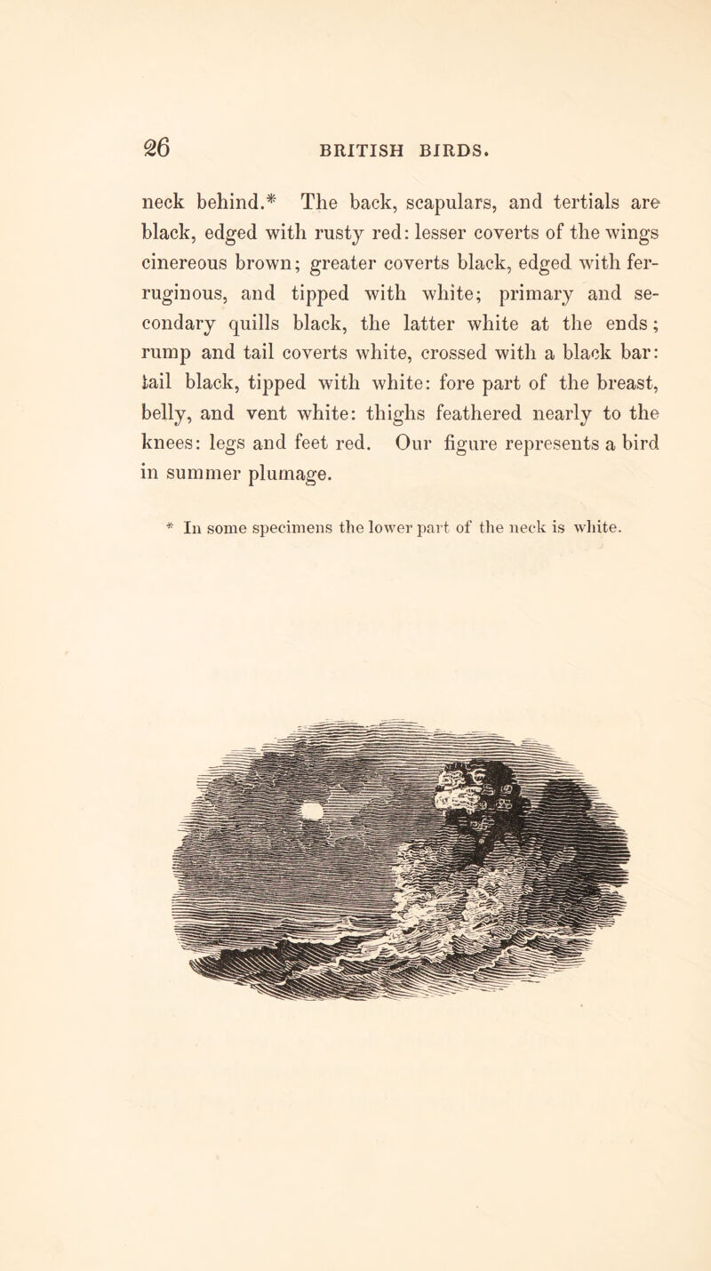 ^6 neck behind.* The back, scapulars, and tertials are black, edged with rusty red: lesser coverts of the wings cinereous brown; greater coverts black, edged with fer- ruginous, and tipped with white; primary and se- condary quills black, the latter white at the ends; rump and tail coverts white, crossed with a black bar: tail black, tipped with white: fore part of the breast, belly, and vent white: thighs feathered nearly to the knees: legs and feet red. Our figure represents a bird in summer plumage. * In some specimens the lower part of the neck is wliite.