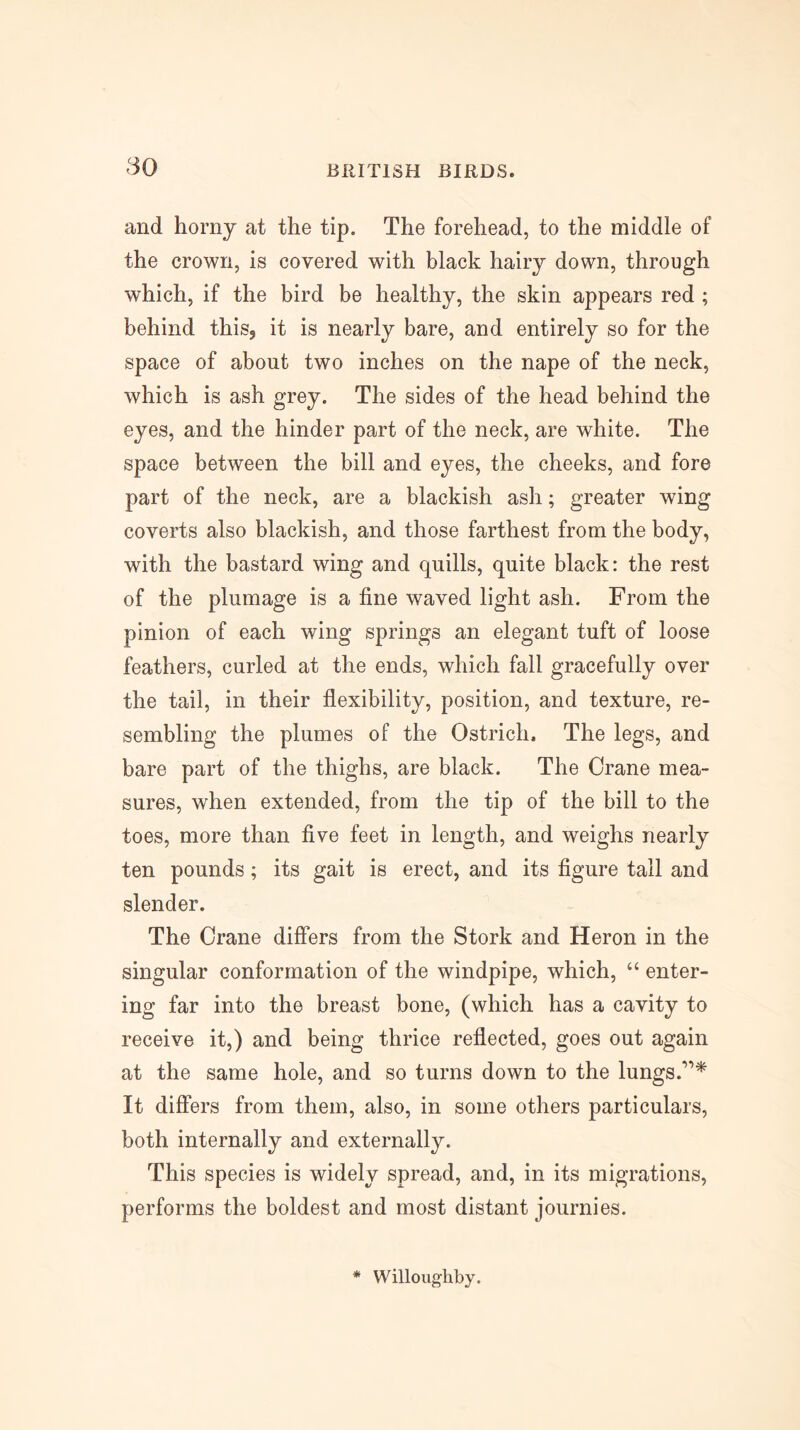 and horny at the tip. The forehead, to the middle of the crown, is covered with black hairy down, through which, if the bird be healthy, the skin appears red ; behind this, it is nearly bare, and entirely so for the space of about two inches on the nape of the neck, which is ash grey. The sides of the head behind the eyes, and the hinder part of the neck, are white. The space between the bill and eyes, the cheeks, and fore part of the neck, are a blackish ash; greater wing coverts also blackish, and those farthest from the body, with the bastard wing and quills, quite black: the rest of the plumage is a fine waved light ash. From the pinion of each wing springs an elegant tuft of loose feathers, curled at the ends, which fall gracefully over the tail, in their flexibility, position, and texture, re- sembling the plumes of the Ostrich. The legs, and bare part of the thighs, are black. The Crane mea- sures, when extended, from the tip of the bill to the toes, more than five feet in length, and weighs nearly ten pounds; its gait is erect, and its figure tail and slender. The Crane differs from the Stork and Heron in the singular conformation of the windpipe, which, “ enter- ing far into the breast bone, (which has a cavity to receive it,) and being thrice reflected, goes out again at the same hole, and so turns down to the lungs.’*** It differs from them, also, in some others particulars, both internally and externally. This species is widely spread, and, in its migrations, performs the boldest and most distant journies. * Willoughby.