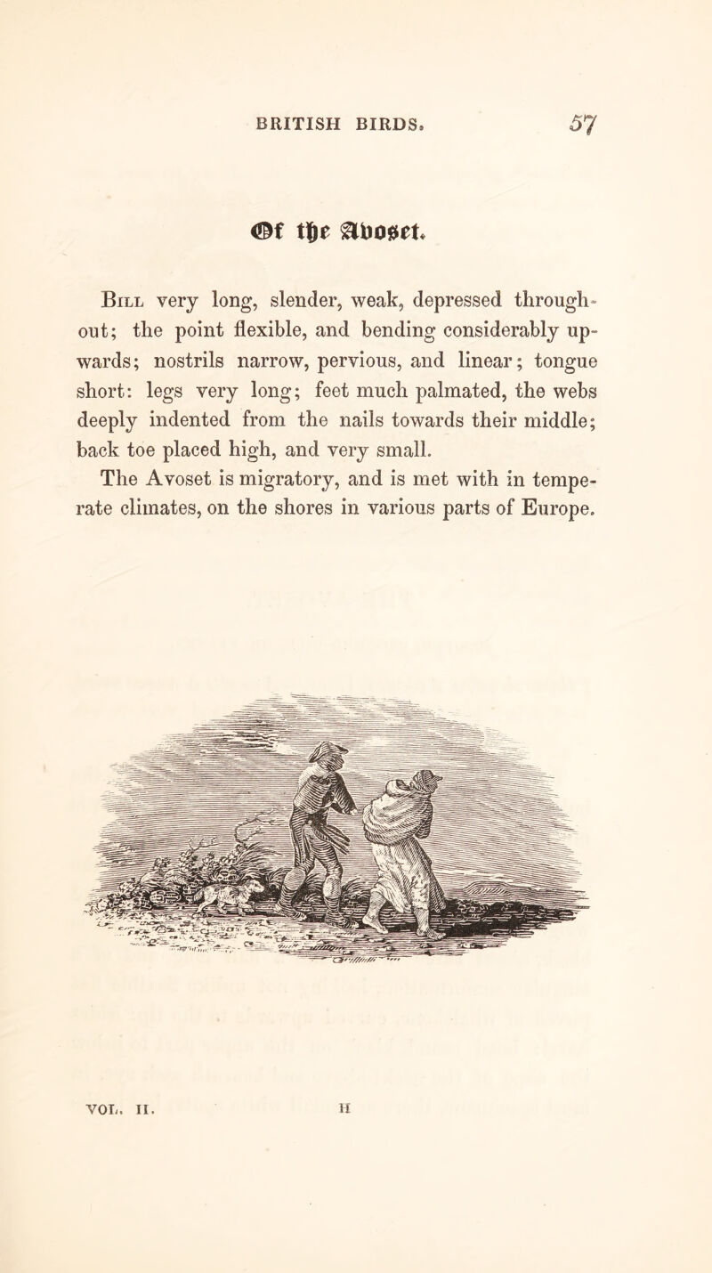 t^e Bill very long, slender, weak, depressed through- out; the point flexible, and bending considerably up- wards; nostrils narrow, pervious, and linear; tongue short; legs very long; feet much palmated, the webs deeply indented from the nails towards their middle; back toe placed high, and very small. The Avoset is migratory, and is met with in tempe- rate climates, on the shores in various parts of Europe. VOL. II H