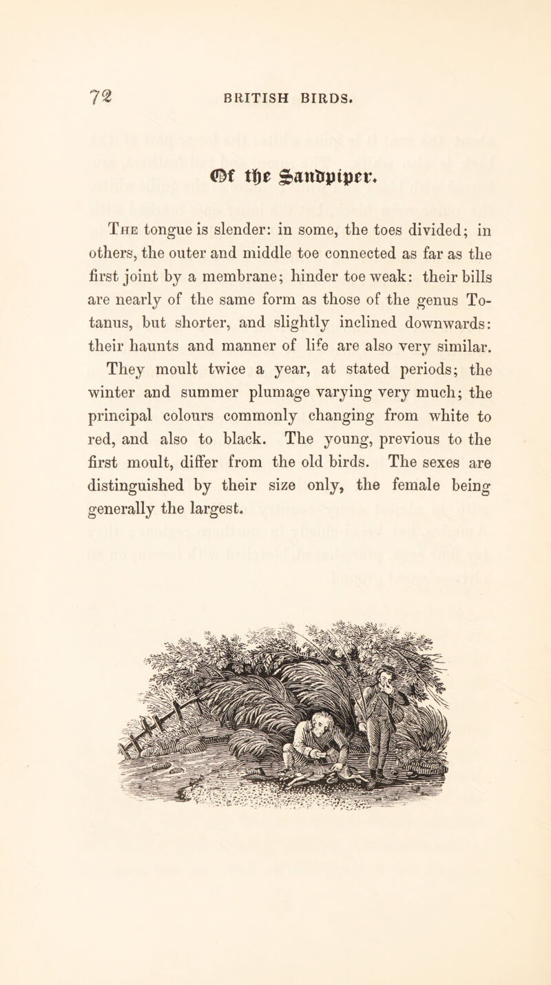 tfte The tongue is slender: in some, the toes divided; in others, the outer and middle toe connected as far as the first joint by a membrane; hinder toe weak: their bills are nearly of the same form as those of the genus Te- tanus, hut shorter, and slightly inclined downwards: their haunts and manner of life are also very similar. They moult twice a year, at stated periods; the winter and summer plumage varying very much; the principal colours commonly changing from white to red, and also to black. The young, previous to the first moult, differ from the old birds. The sexes are distinguished by their size only, the female being generally the largest.