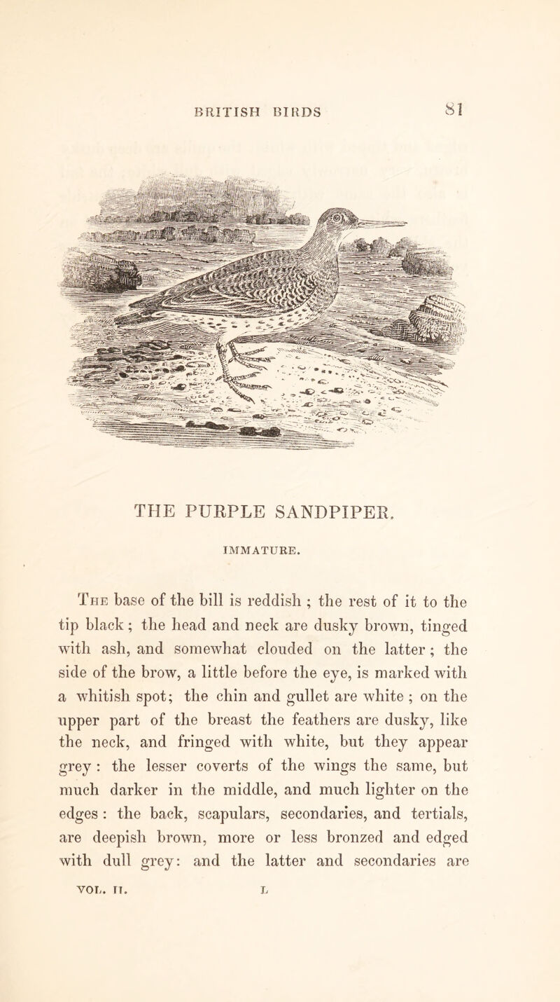 THE PURPLE SANDPIPER, IMMATURE. The base of the bill is reddish ; the rest of it to the tip black; the head and neck are dusky brown, tinged with ash, and somewhat clouded on the latter; the side of the brow, a little before the eye, is marked with a whitish spot; the chin and gullet are white ; on the upper part of the breast the feathers are dusky, like the neck, and fringed with white, but they appear grey : the lesser coverts of the wings the same, but much darker in the middle, and much lighter on the edges : the back, scapulars, secondaries, and tertials, are deepish brown, more or less bronzed and edged with dull grey: and the latter and secondaries are VOL. IT. L
