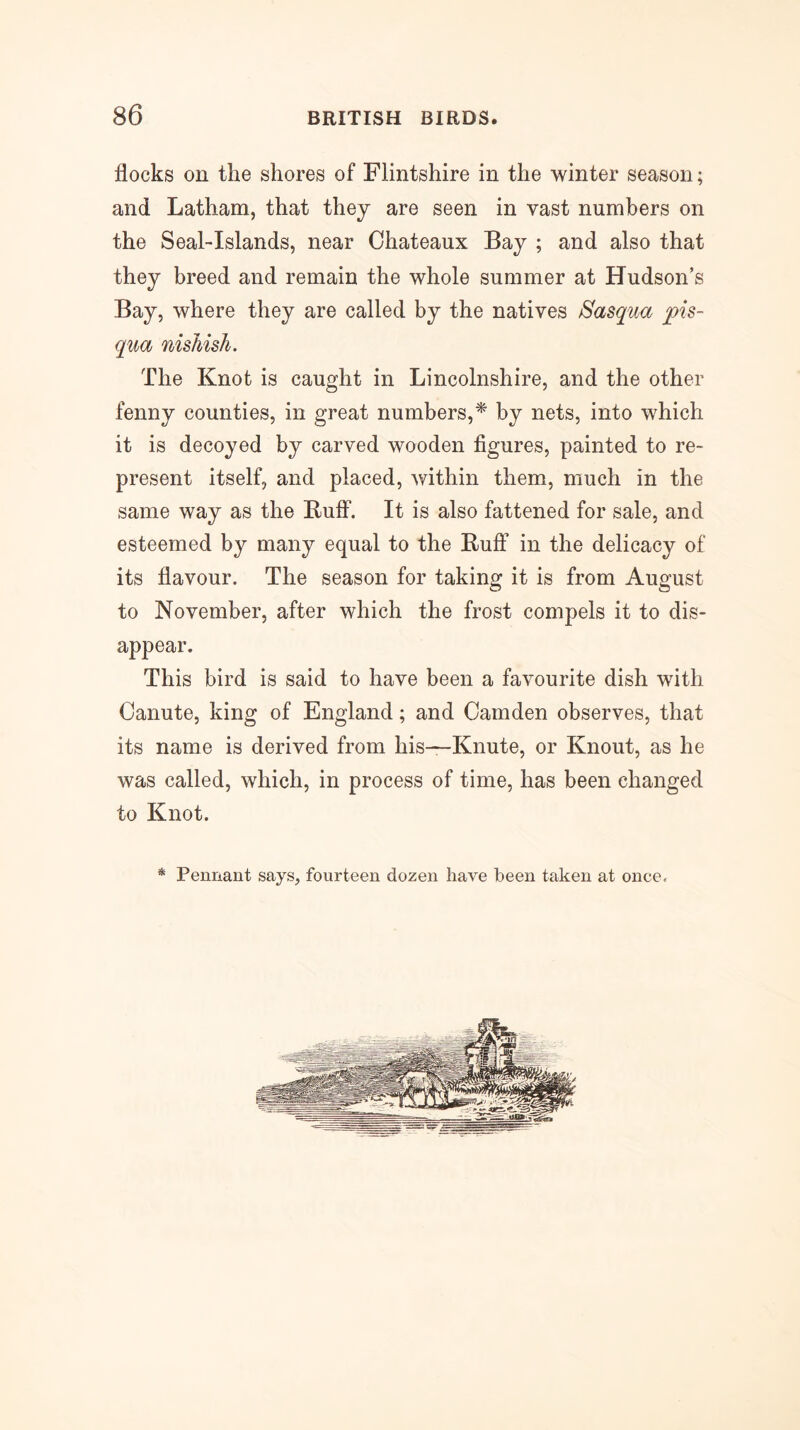 flocks on the shores of Flintshire in the winter season; and Latham, that they are seen in vast numbers on the Seal-Islands, near Chateaux Bay ; and also that they breed and remain the whole summer at Hudson’s Bay, where they are called by the natives Sasqua pis- qua nishish. The Knot is caught in Lincolnshire, and the other fenny counties, in great numbers,^' by nets, into which it is decoyed by carved wooden figures, painted to re- present itself, and placed, within them, much in the same way as the Ruff. It is also fattened for sale, and esteemed by many equal to the Ruff in the delicacy of its flavour. The season for taking it is from August to November, after which the frost compels it to dis- appear. This bird is said to have been a favourite dish with Canute, king of England; and Camden observes, that its name is derived from his—Knute, or Knout, as he was called, which, in process of time, has been changed to Knot. * Pennant says, fourteen dozen have been taken at once.