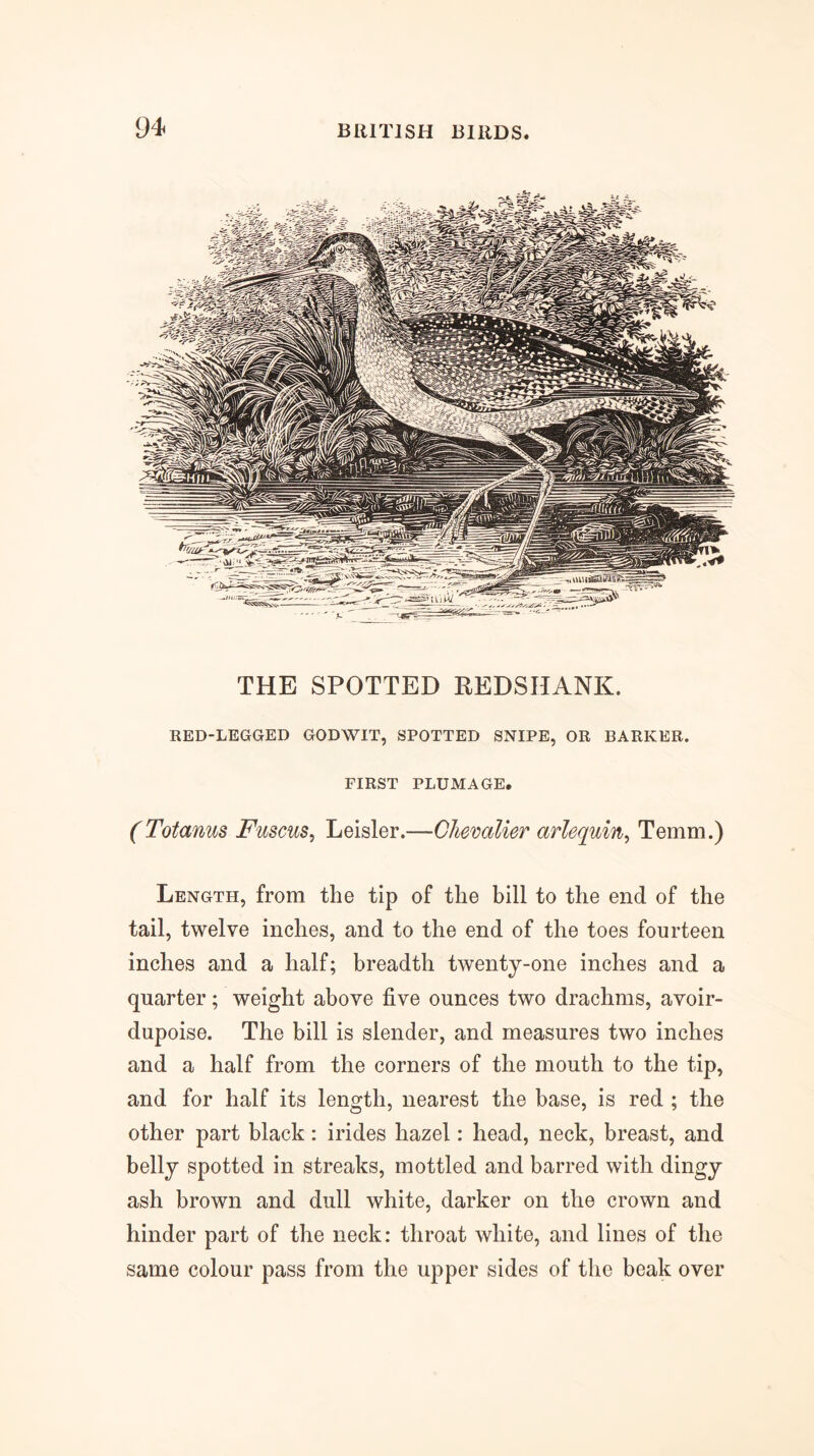 THE SPOTTED REDSHANK. KED-LEGGED GODWIT, SPOTTED SNIPE, OR BARKER. FIRST PLUMAGE, (Totanus Fmms^ Leisler.—Chemlier arlequin^ Temm.) Length, from the tip of the bill to the end of the tail, twelve inches, and to the end of the toes fourteen inches and a half; breadth twenty-one inches and a quarter; weight above five ounces two drachms, avoir- dupoise. The bill is slender, and measures two inches and a half from the corners of the mouth to the tip, and for half its length, nearest the base, is red ; the other part black: irides hazel: head, neck, breast, and belly spotted in streaks, mottled and barred with dingy ash brown and dull white, darker on the crown and hinder part of the neck: throat white, and lines of the same colour pass from the upper sides of the beak over