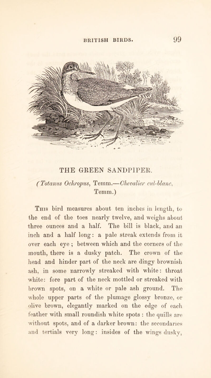 THE HREEN SANDPIPER. (Totanus Ocliropus^ Temm.—Chevalier cid-hlanc, Teram.) This bird measures about ten inches in length, to the end of the toes nearly twelve, and weighs about three ounces and a half. The bill is black, and an inch and a half long: a pale streak extends from it over each eye ; between which and the corners of the mouth, there is a dusky patch. The crown of the head and hinder part of the neck are dingy brownish ash, in some narrowly streaked with white: throat white: fore part of the neck mottled or streaked with brown spots, on a white or pale ash ground. The whole upper parts of the plumage glossy bronze, or olive brown, elegantly marked on the edge of each feather with small roundish white spots : the quills are Avithout spots, and of a darker brown: the secondaries and tertials very long: insides of the wings dusky.