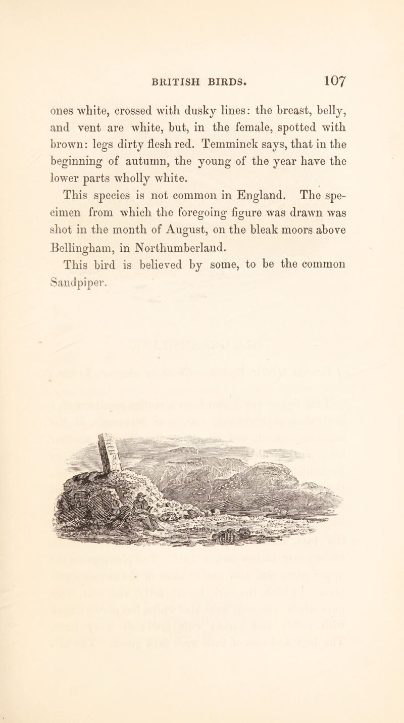 ones white, crossed with dusky lines: the breast, belly, and vent are white, but, in the female, spotted with brown: legs dirty flesh red. Temminck says, that in the beginning of automn, the young of the year have the lower parts wholly white. This species is not common in England. The spe- cimen from which the foregoing figure was drawn was shot in the month of August, on the bleak moors above Bellingham, in Northumberland. This bird is believed by some, to be the common Sandpiper.