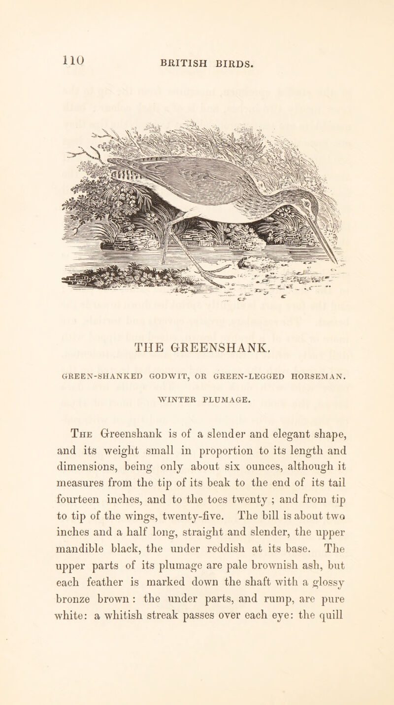 10 THE GEEENSHANK. GREEN-SHANKED GODWIT, OR GREEN-LEGGED HORSEMAN. WINTER PLUMAGE. The Greensliank is of a slender and elegant shape, and its weight small in proportion to its length and dimensions, being only about six ounces, although it measures from the tip of its beak to the end of its tail fourteen inches, and to the toes twenty ; and from tip to tip of the wings, twenty-five. The bill is about two inches and a half long, straight and slender, the upper mandible black, the under reddish at its base. The upper parts of its plumage are pale brownish ash, but each feather is marked down the shaft with a glossy bronze brown : the under parts, and rump, are pure white: a whitish streak passes over each eye: the quill