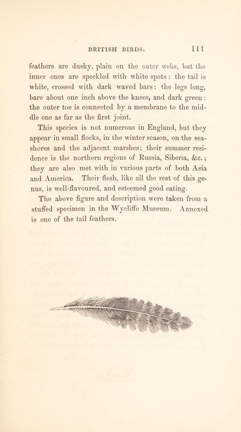 feathers are dusky, plain on the outer webs, but the inner ones are speckled with white spots : the tail is white, crossed with dark waved bars: the legs long, bare about one inch above the knees, and dark green: the outer toe is connected by a membrane to the mid- dle one as far as the first joint. This species is not numerous in England, but they appear in small flocks, in the winter season, on the sea- shores and the adjacent marshes; their summer resi- dence is the northern regions of Russia, Siberia, &c.; they are also met with in various parts of both Asia and America. Their flesh, like all the rest of this ge- nus, is well-flavoured, and esteemed good eating. The above figure and description were taken from a stuffed specimen in the Wycliffe Museum. Annexed is one of the tail feathers.