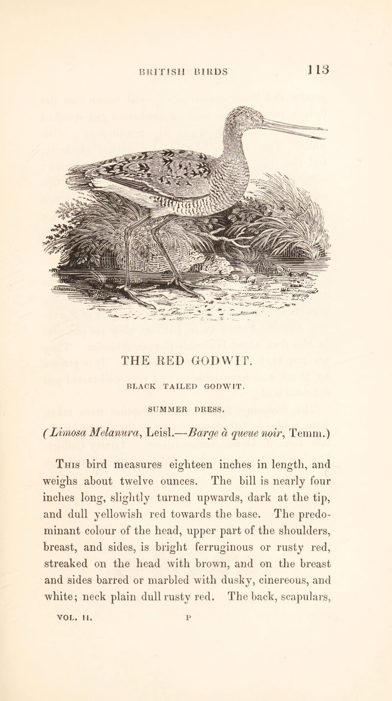 THE RED GODWIT. BLACK TAILED GODWIT. SUMMER DRESS. (Limosa Melanura^ Leisl.—Barge a queue mir, Temni.) This bird measures eighteen inches in length, and weighs about twelve ounces. The bill is nearly four inches long, slightly turned upwards, dark at the tip, and dull yellowish red towards the base. The predo- minant colour of the head, upper part of the shoulders, breast, and sides, is bright ferruginous or rusty red, streaked on the head with brown, and on the breast and sides barred or marbled with dusky, cinereous, and white; neck plain dull rusty red. The back, scapulars, VOL. 11 p