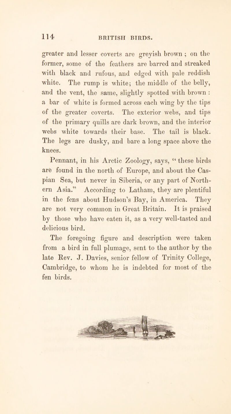 greater and lesser coverts are greyish brown ; on the former, some of the feathers are barred and streaked with black and rufous, and edged with pale reddish white. The rump is white; the middle of the belly, and the vent, the same, slightly spotted with brown : a bar of white is formed across each wing by the tips of the greater coverts. The exterior webs, and tips of the primary quills are dark brown, and the interior webs white towards their base. The tail is black. The legs are dusky, and bare a long space above the knees. Pennant, in his Arctic Zoology, says, “ these birds are found in the north of Europe, and about the Cas- pian Sea, but never in Siberia, or any part of North- ern Asia.” According to Latham, they are plentiful in the fens about Hudson’s Bay, in America. They are not very common in Great Britain. It is praised by those who have eaten it, as a very well-tasted and delicious bird. The foregoing figure and description were taken from a bird in full plumage, sent to the author by the late Bev. J. Davies, senior fellow of Trinity College, Cambridge, to whom he is indebted for most of the fen birds.